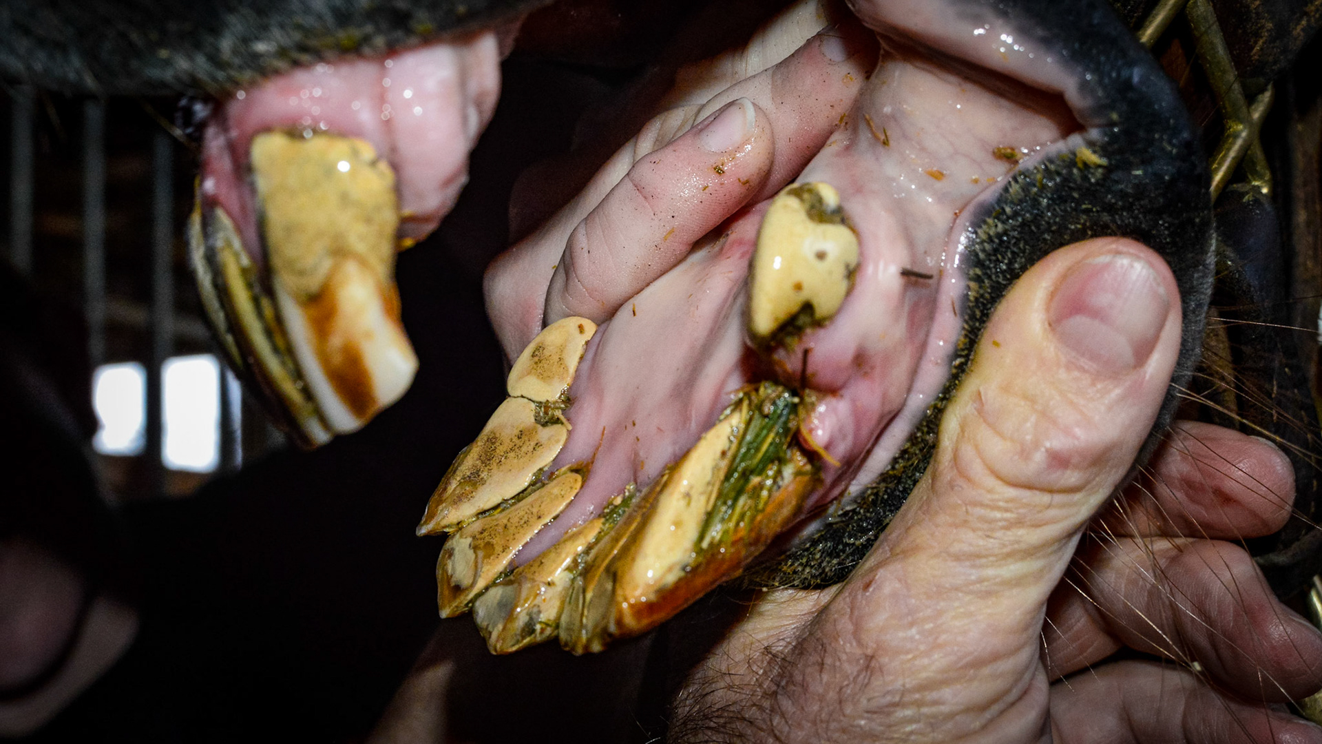 ETORH horse 5 - with loose, painful, &amp; necrotic incisors. Excessive tartar due to tongue not moving over the painful teeth.