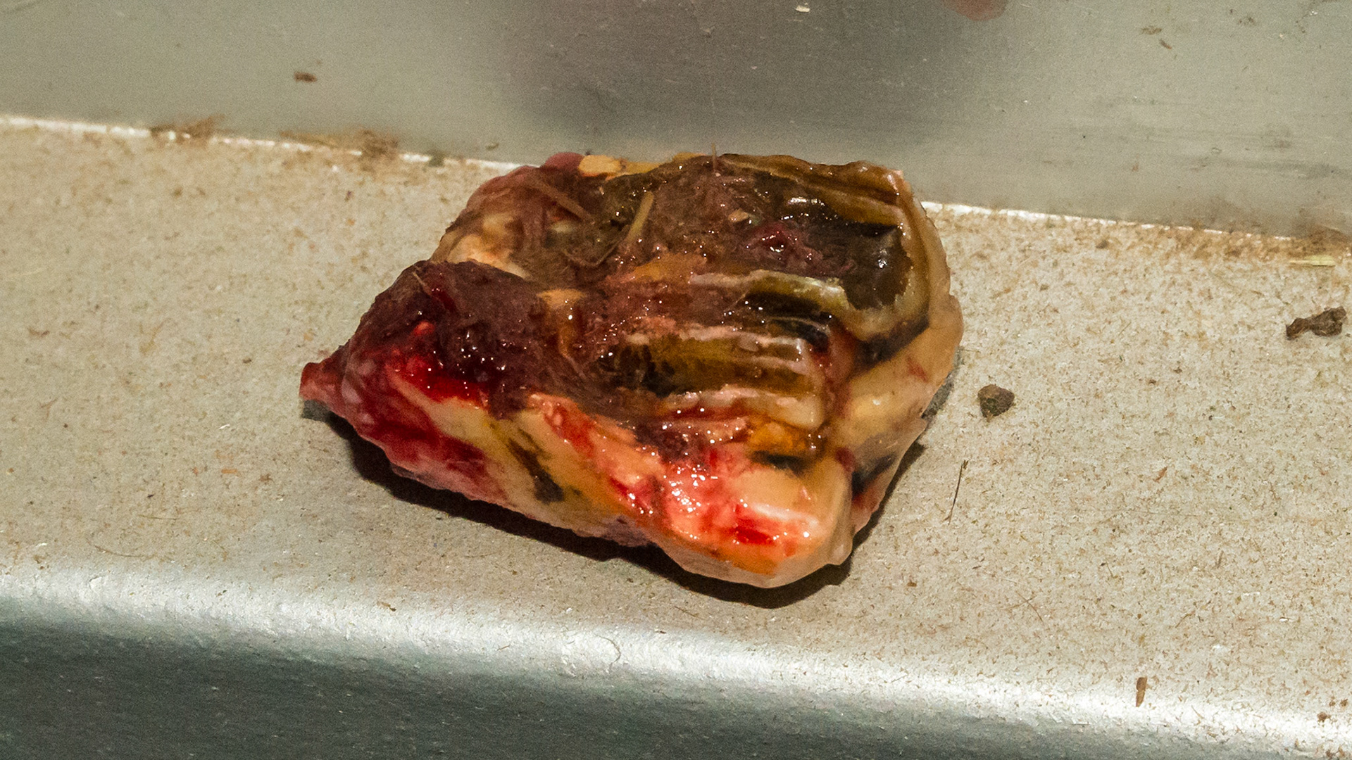 Cheek teeth fracture horse 6- #209 palatal tooth fracture piece with debris packed in fracture side