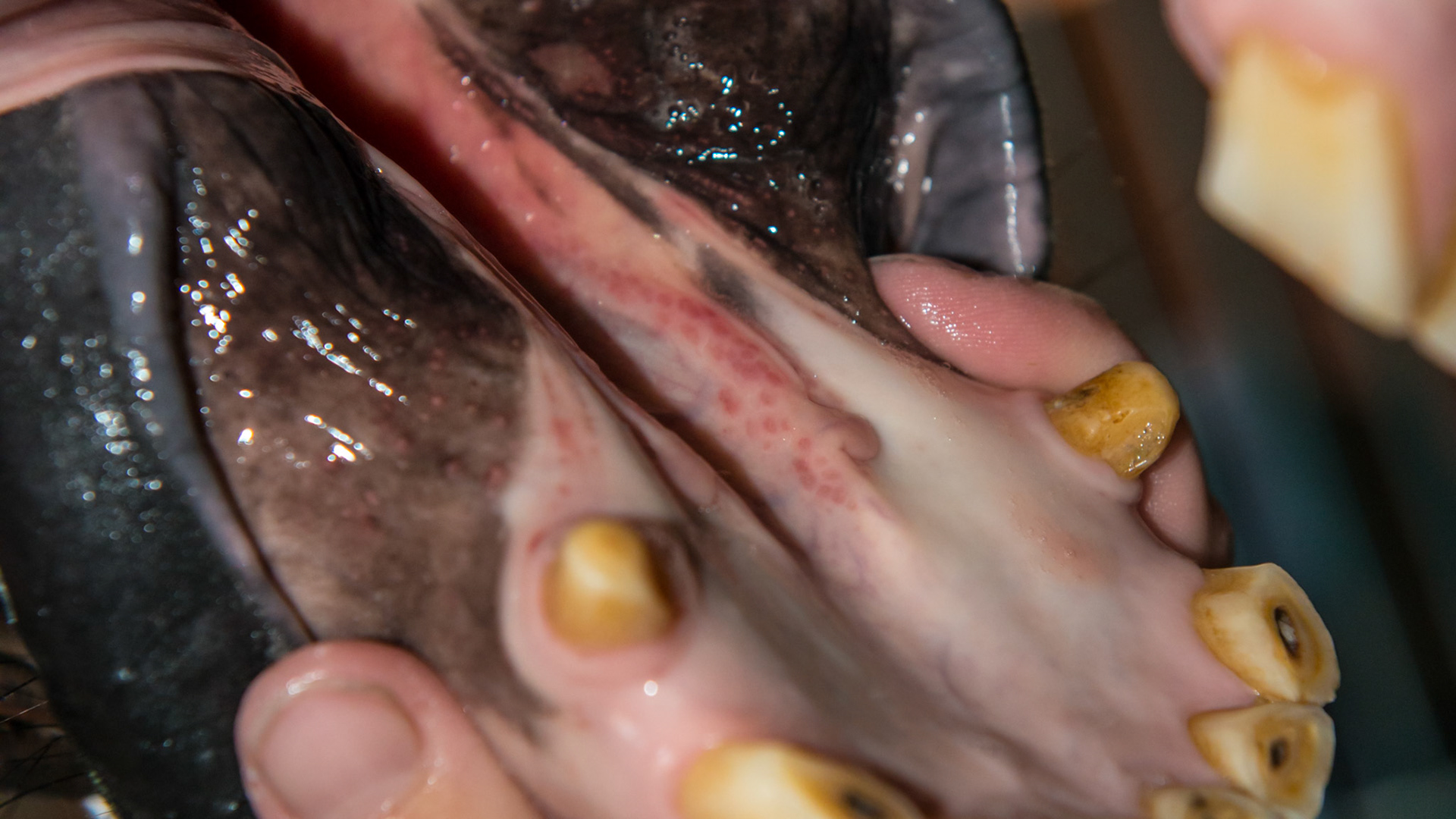 Petechiae (hemorrhages under the skin or mucous membranes causing small red spots) along the floor of the mouth and gums between the incisors and canines. Unknown origin but did not seem to bother this horse.