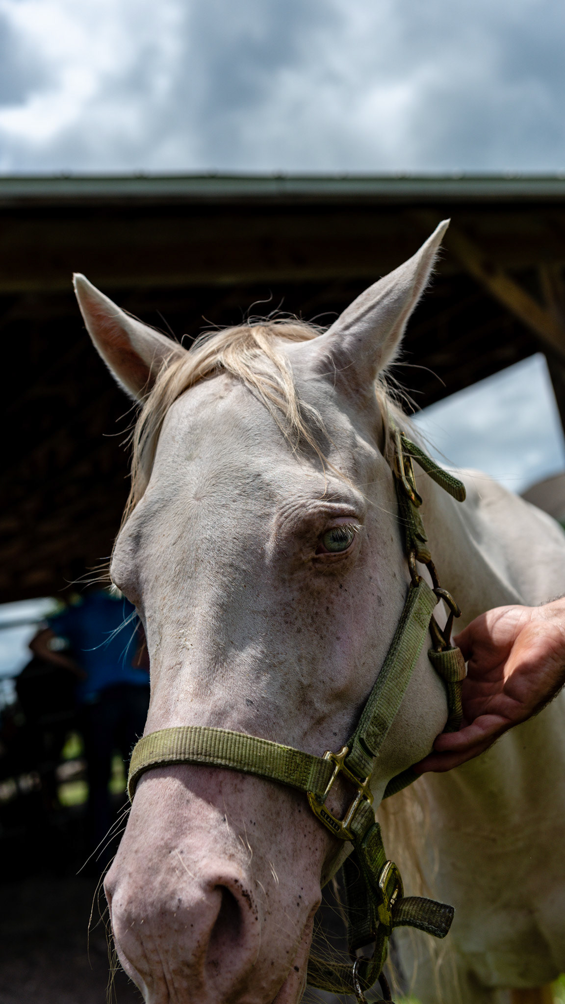 A Cremello horse with a red tint.  It is homozygous (double dilution) cream dilution of a chestnut horse. Note the blue iris and red skin.
