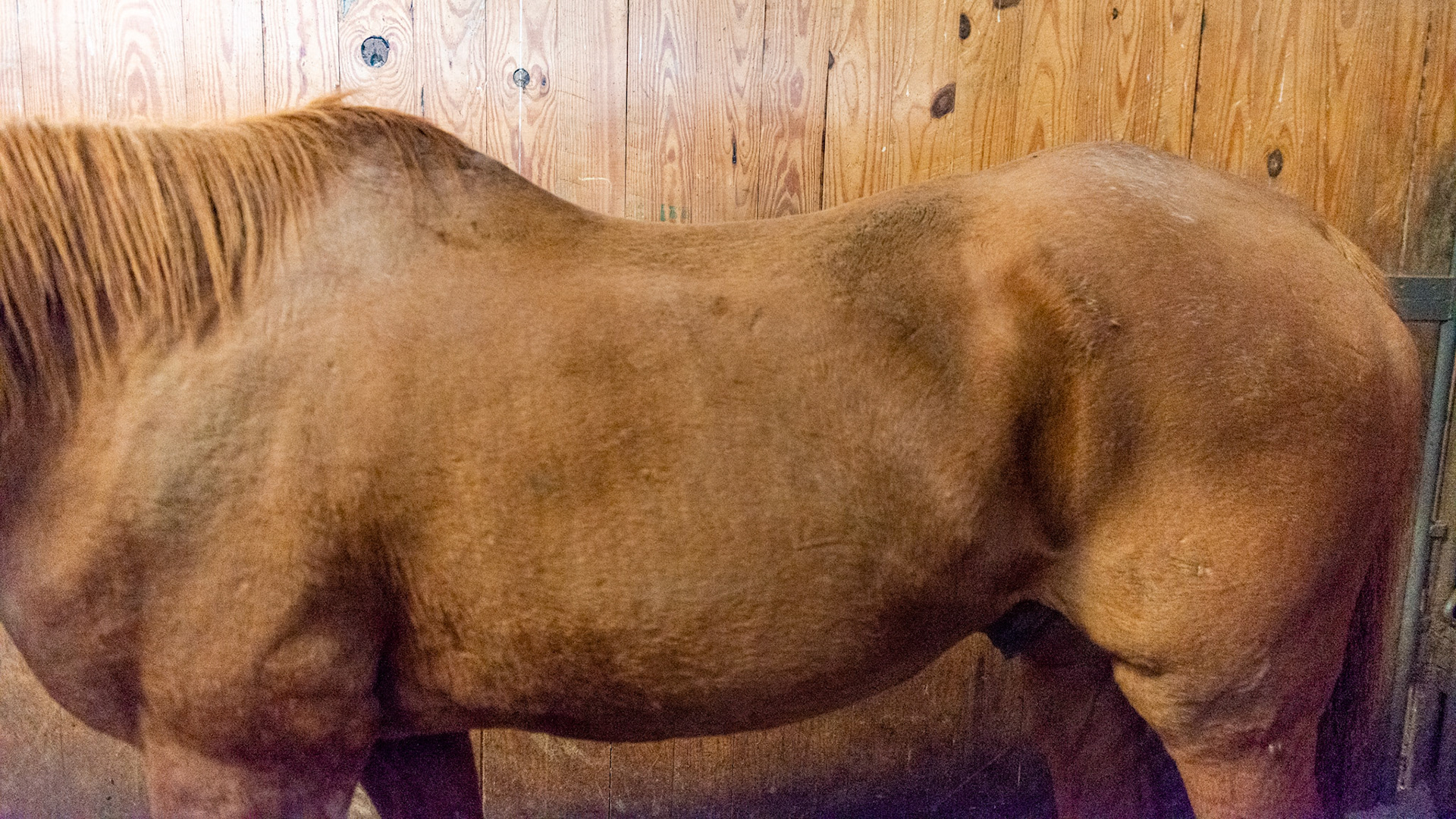 Top Line Score D = loss of musculature along the spine from the withers to the rump (croup).