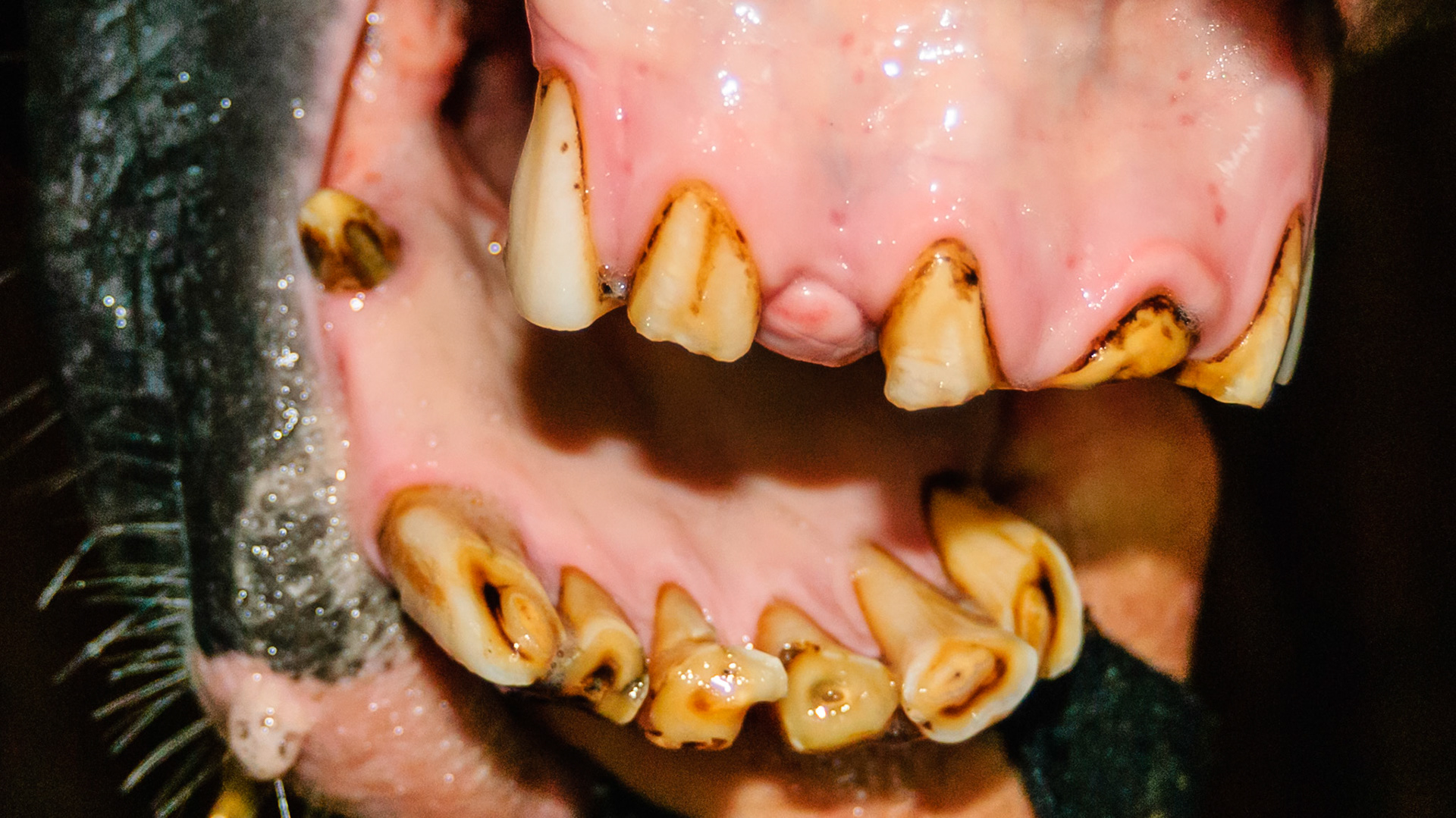 Ineffective incisors but the horse is in good condition and chews well.