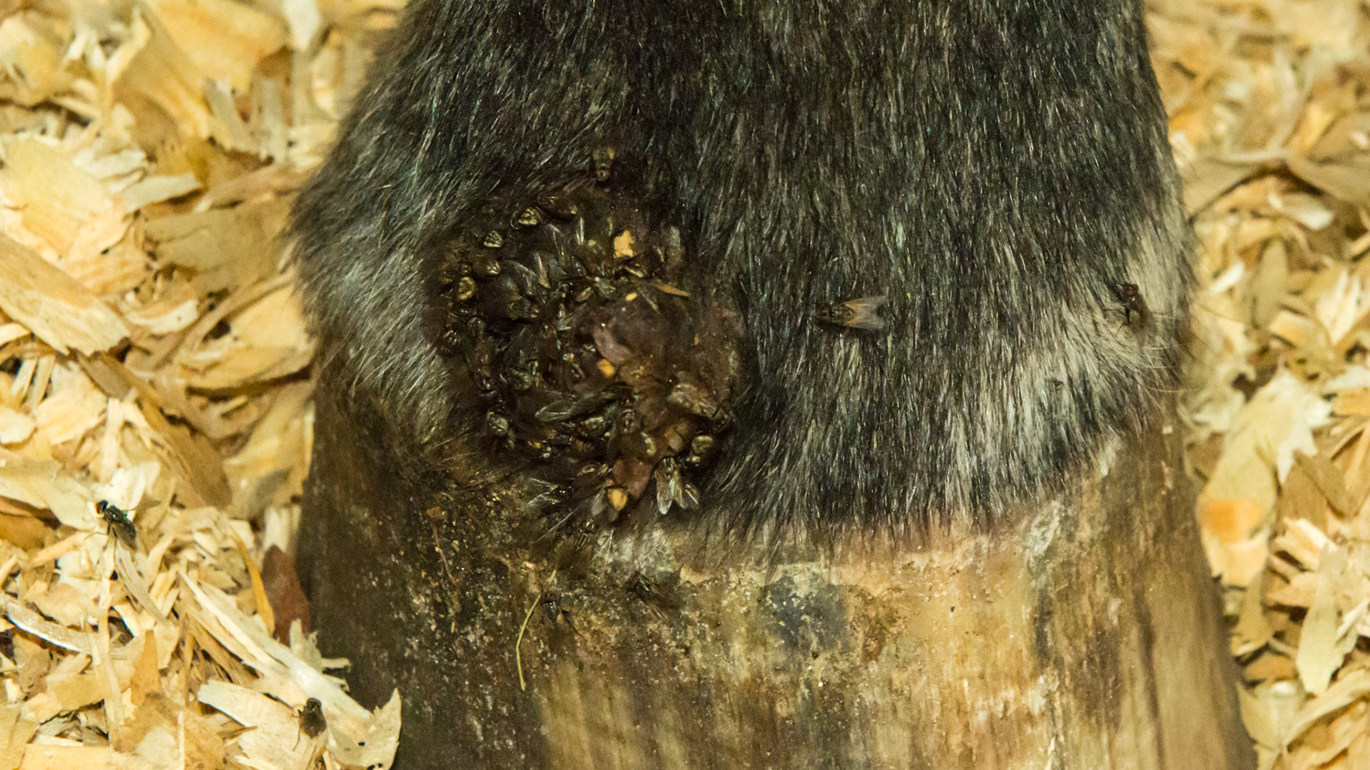 Fly covered wound or summer sore.