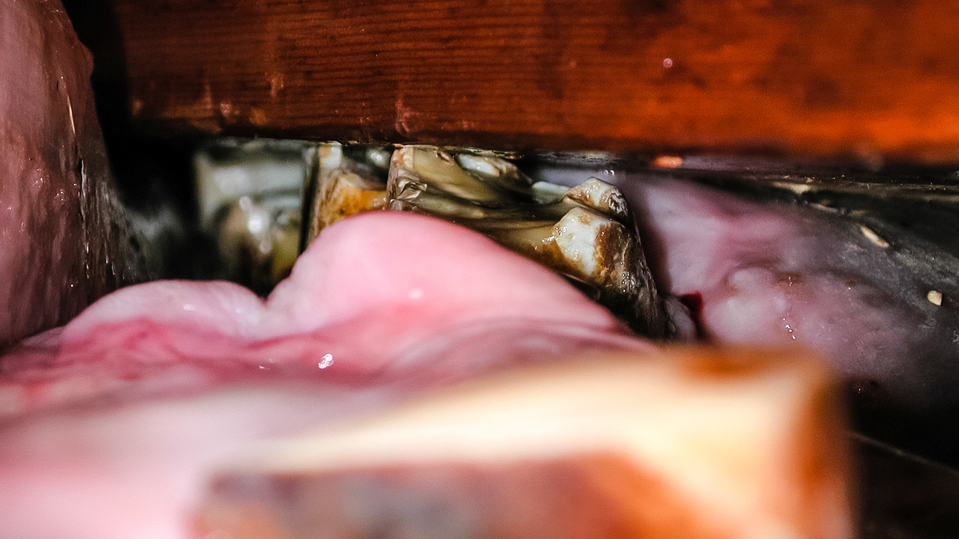 A rhinoceros I have worked on.