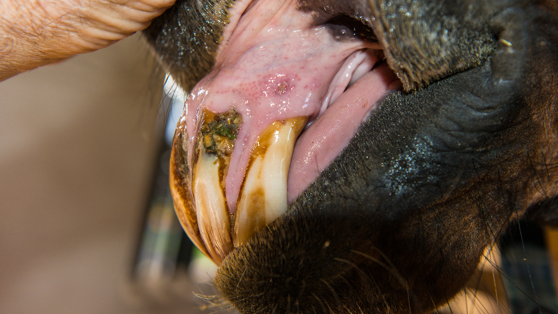 EOTRH horse 4 - Follow-up on this horse about 2 years after the 1st set of images shows the progression of this disease. Interestingly, but probably unrelated, is this horse's extreme sensitivity to floating the mandibular cheek teeth, especially 306 requiring medication and difficulty chewing for 12+ hrs. Erosion of gum above 203. Necrosis of 202.
