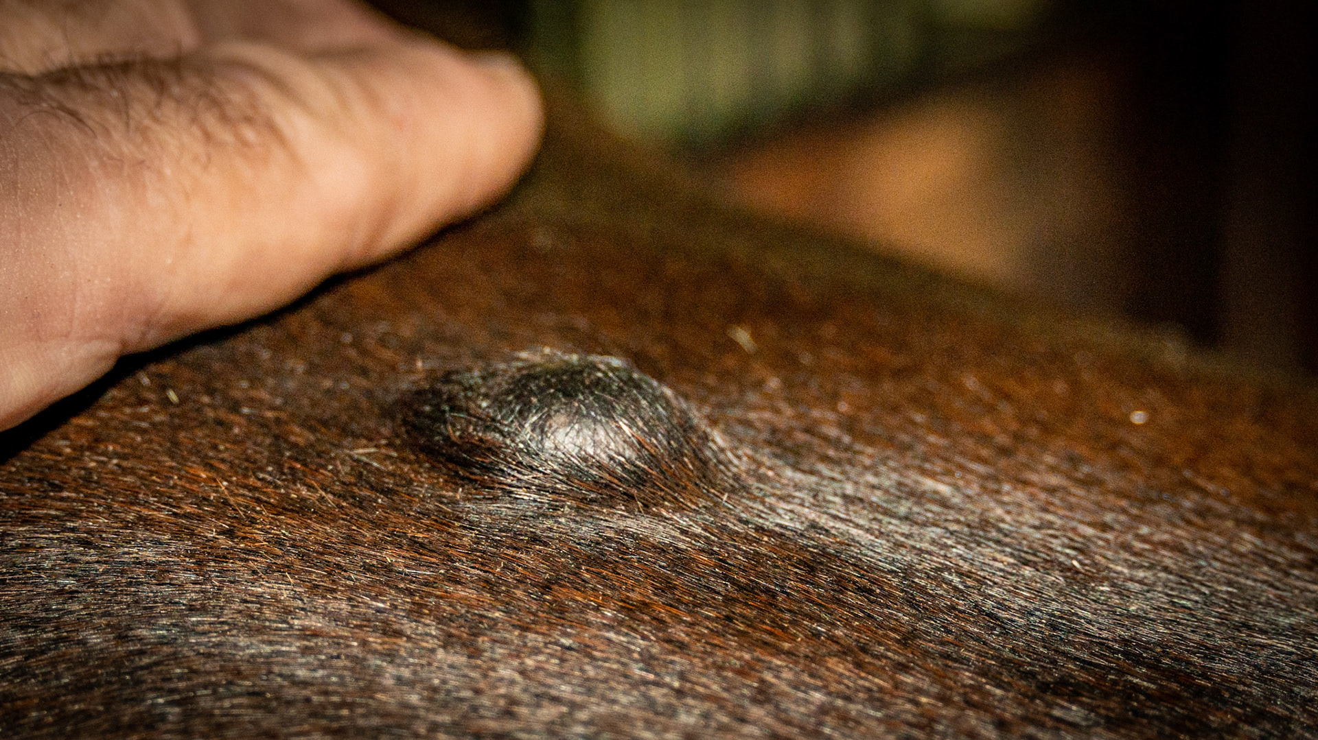 Soft non-painful lump on the midline on this horse's back.