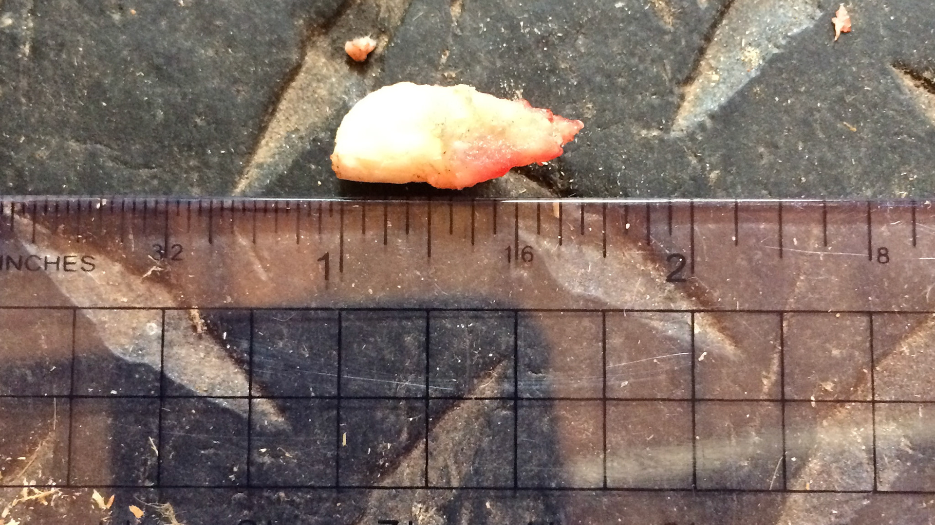 Extracted wolf tooth in an older horse.