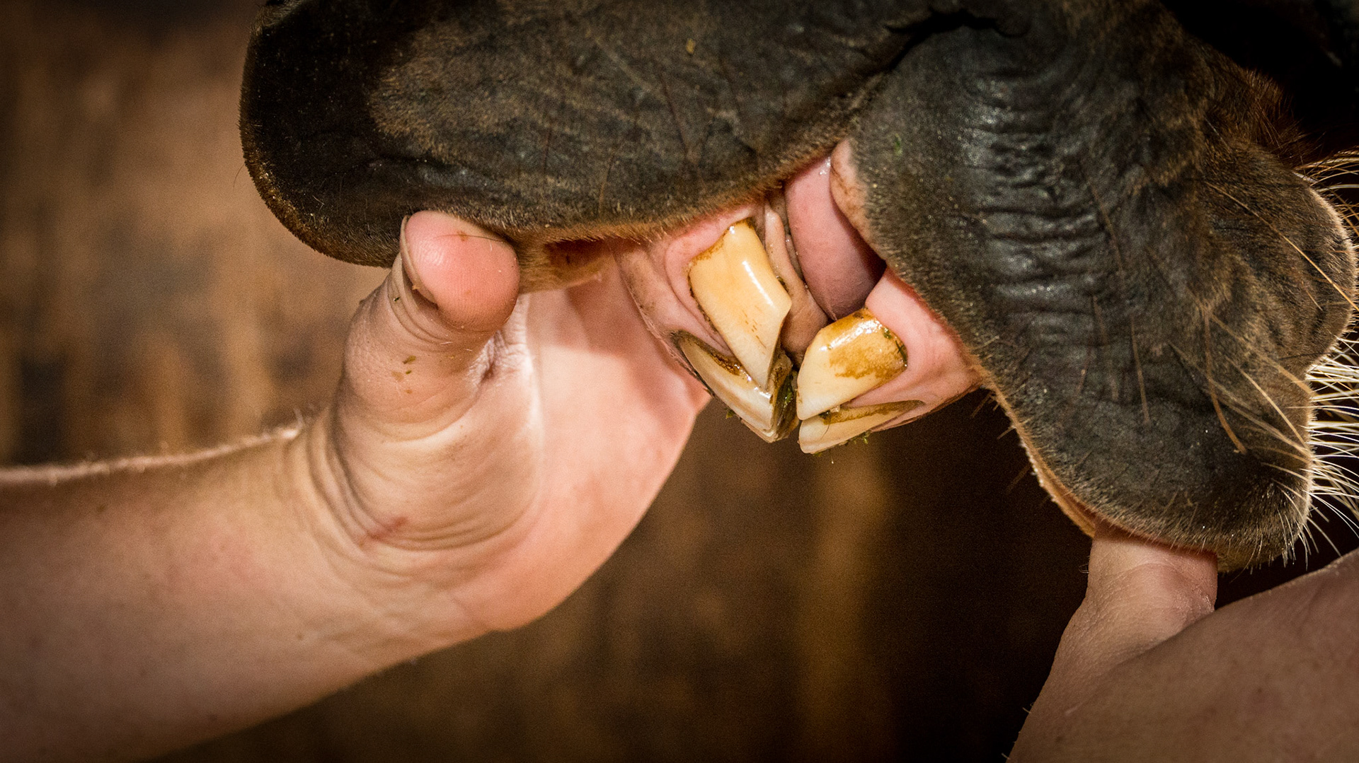 1/31/1989 = 24yr QH G - Horse E with relaxed incisors in a natural position -