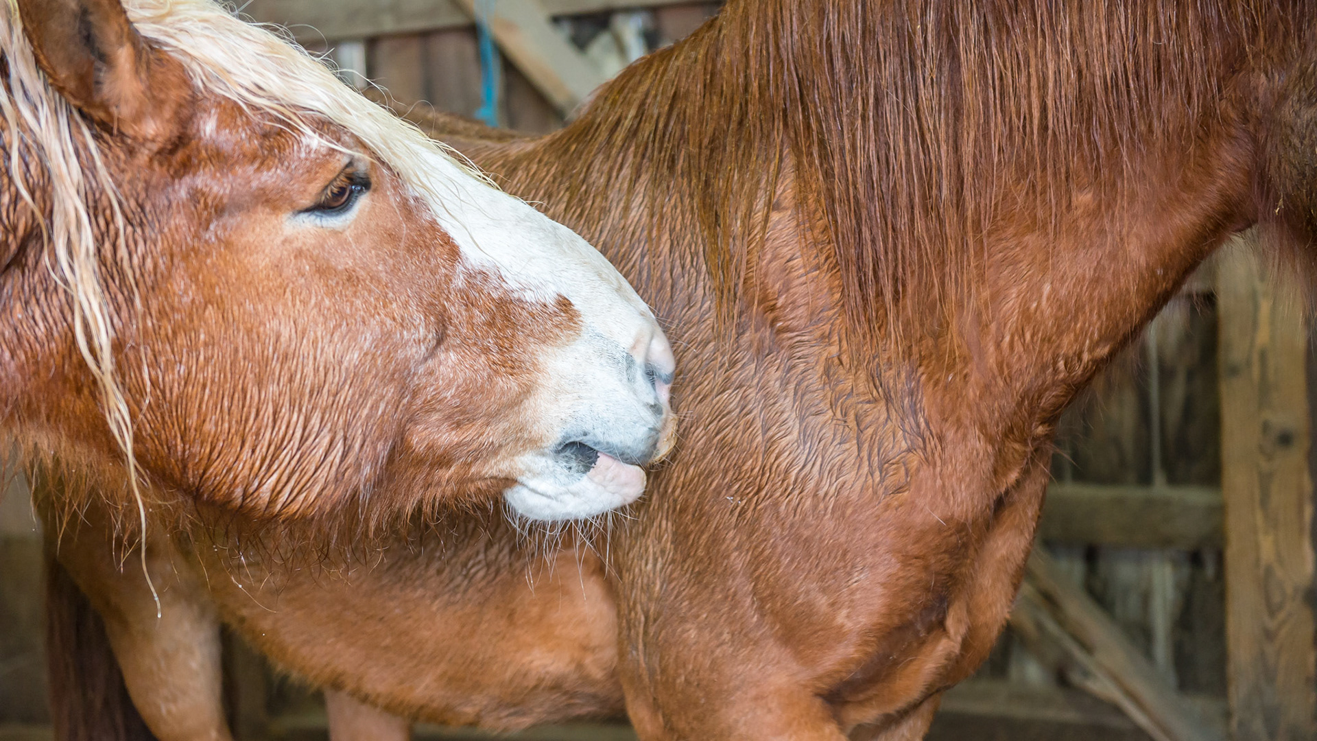 Assertion by some male horses can cause damage to the shoulder areas of the less dominant horse as seen in these photos.