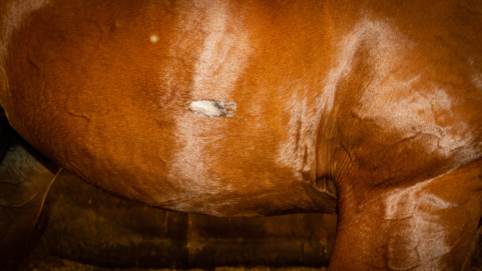 Spur sores on both sides of the same horse (covered in an ointment)