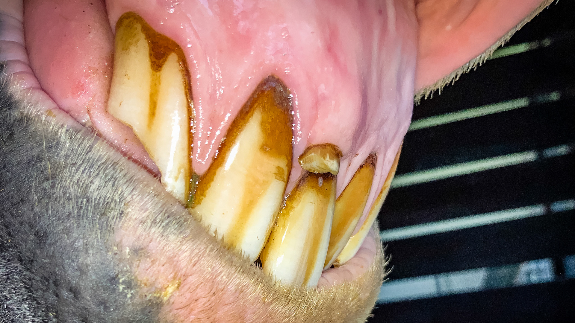 A cap remnant in an older horse that has been there fopr years with no bother to the horse.