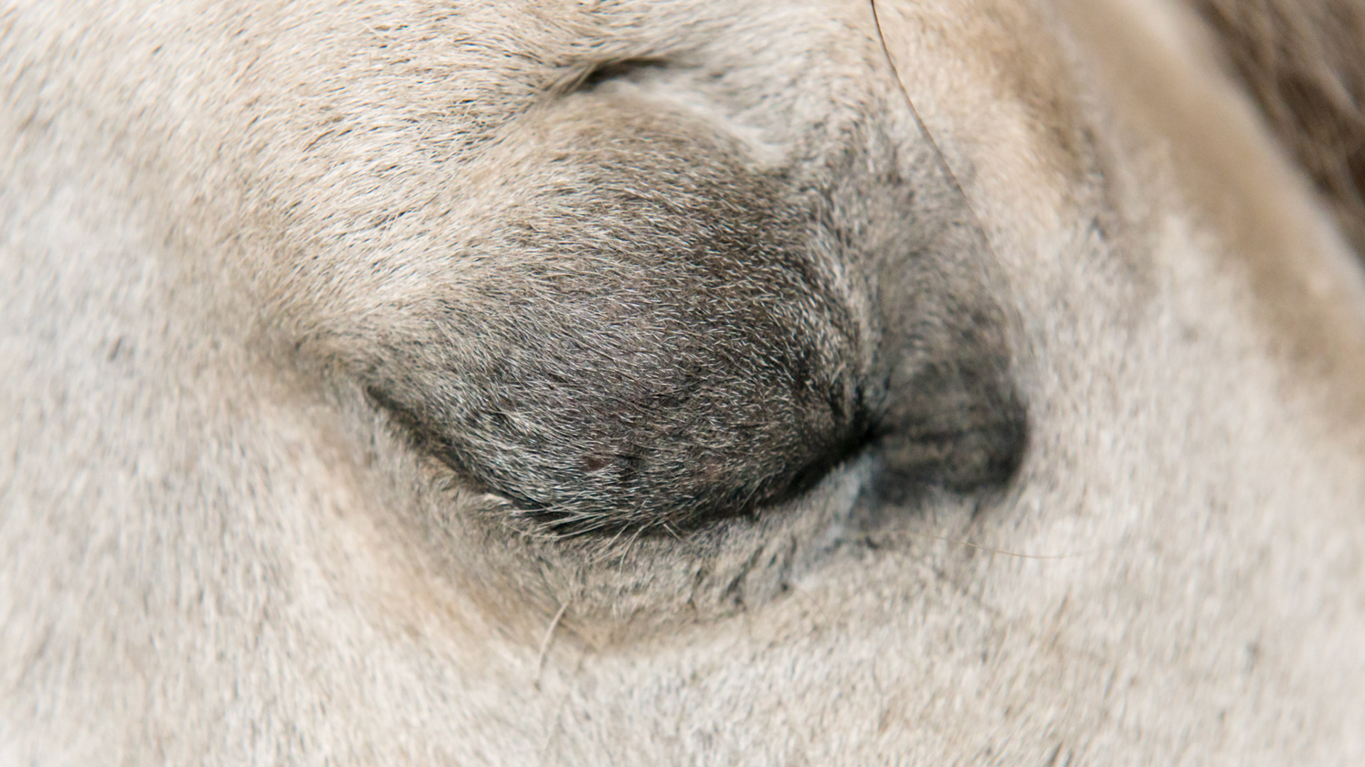 Horse C - This eye was enucleated for an unknown reason. A prosthesis was used to maintain the shape of the eye and the lids were sutured closed. The eyelid muscles still work so they can be seen twitching, but the horse is very comfortable. In my opinion this works better than an enucleation without a prosthesis.