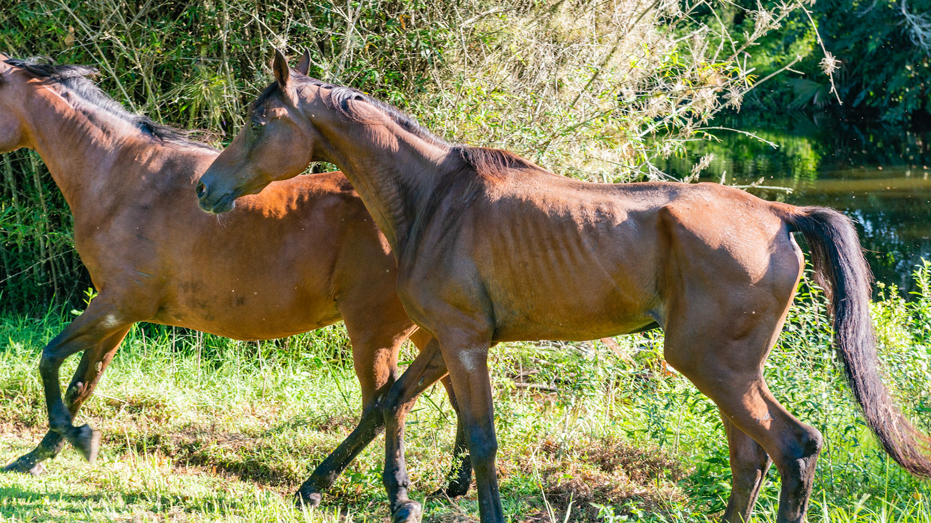 A 34 year old horse frolics with a friend. BCS of 2 to 3 Horse A - BCS 3 - Thin - Slight fat covers the body so the skeleton is still discernible but doesn’t pop out.  There is a narrow space between the inner thighs.