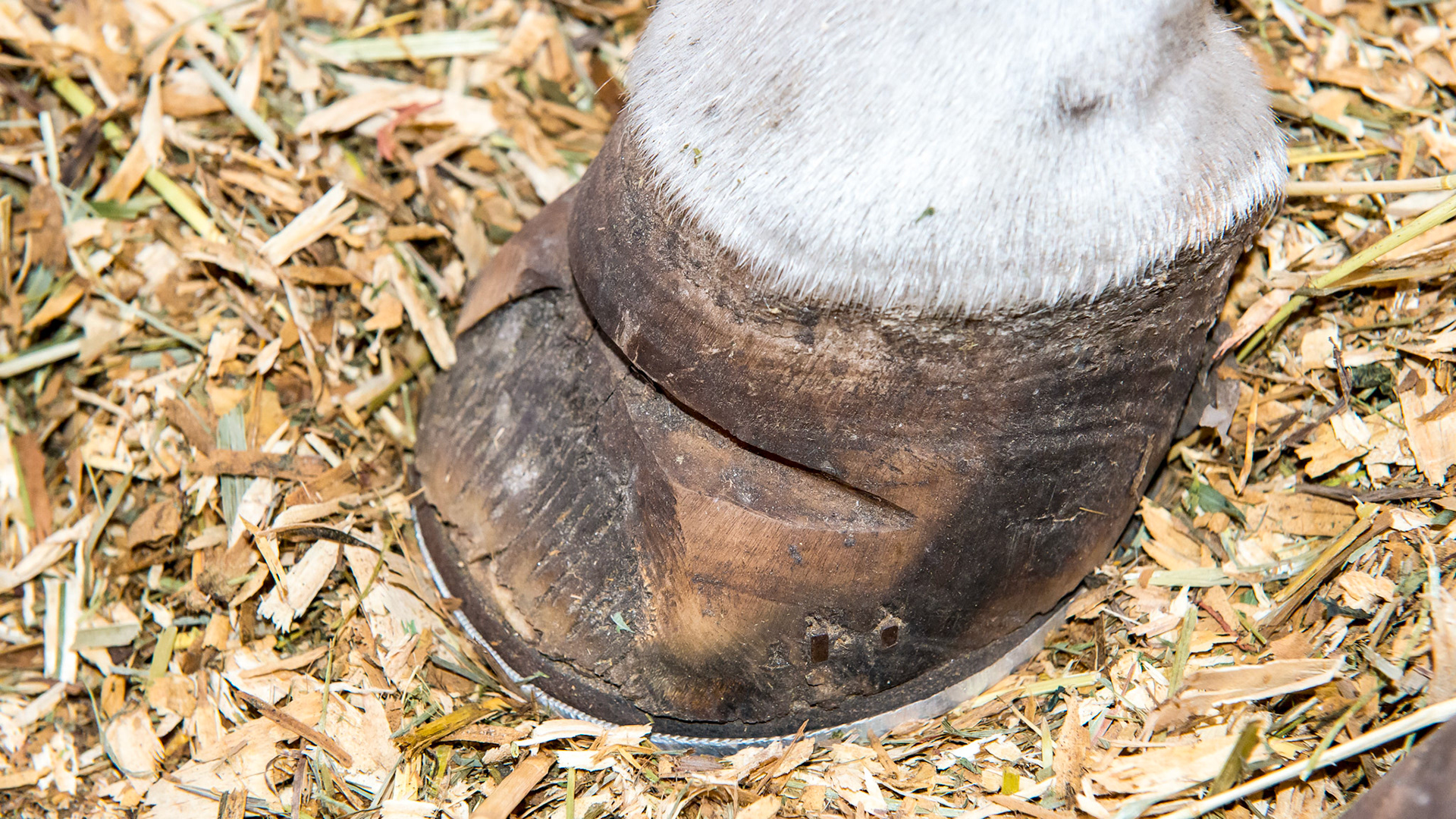 The RF has had a toe resection that removes the wall at the toe.  This relieves the pressure of the inflamed tissue that underlies the wall.  Many farriers and vets agree with this procedure and many do not.  I have seen mixed results.