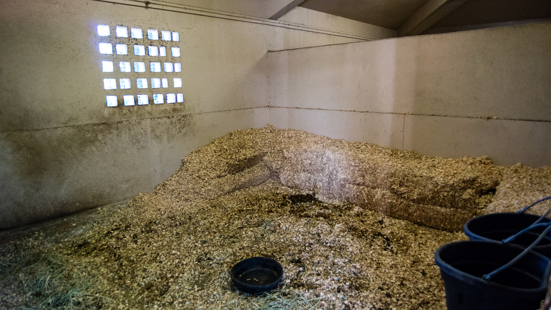 Stall banked with bales of shavings