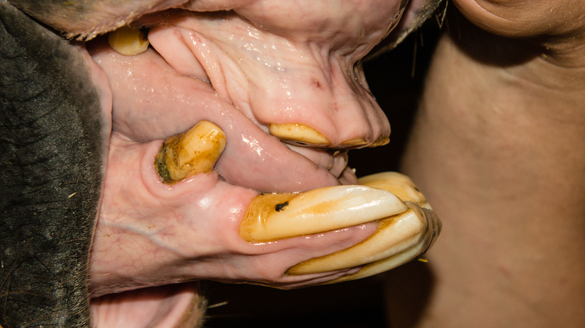 Horse C - Long time cribbing has reduced upper incisors to gum level and extended the lower incisors to almost in line with the mandible.