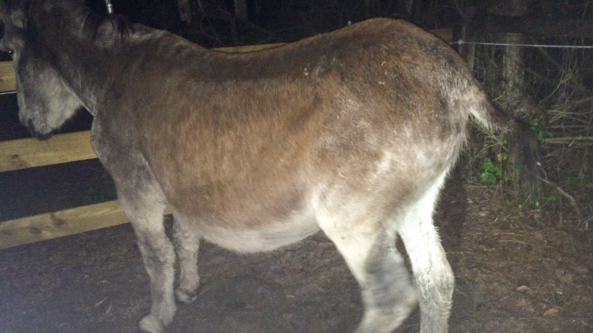 3/29 - Donkey birth - The tail swishes indicating discomfort back there.