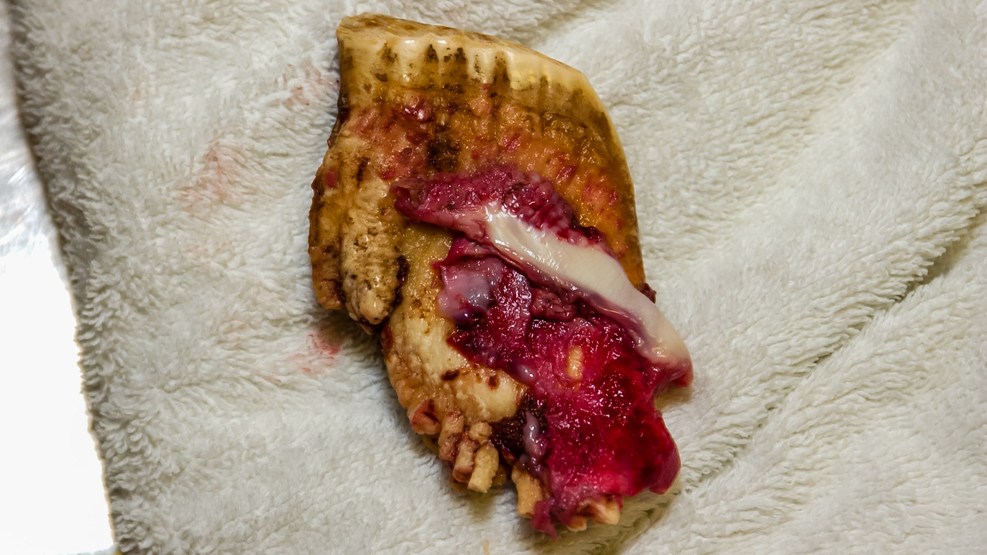 A warthog I have worked on.