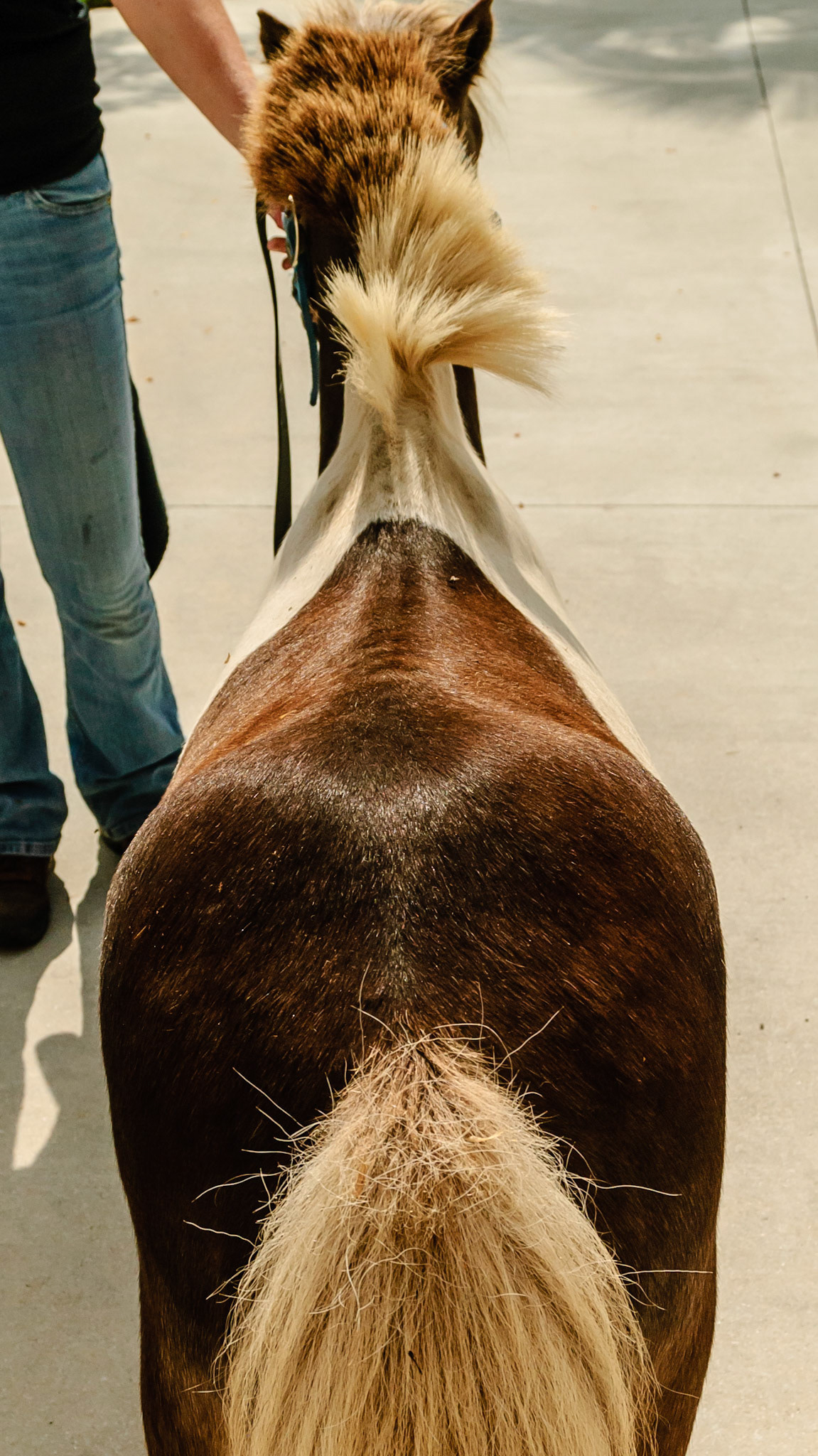 Horse A - BCS 4 - Moderately Thin - Spine ridge and rib outline are visible. The tail head may be visible.