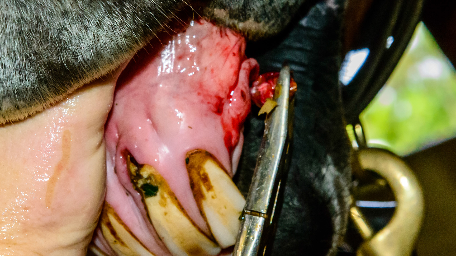 EOTRH horse 19 - extraction of the decayed canine #204.