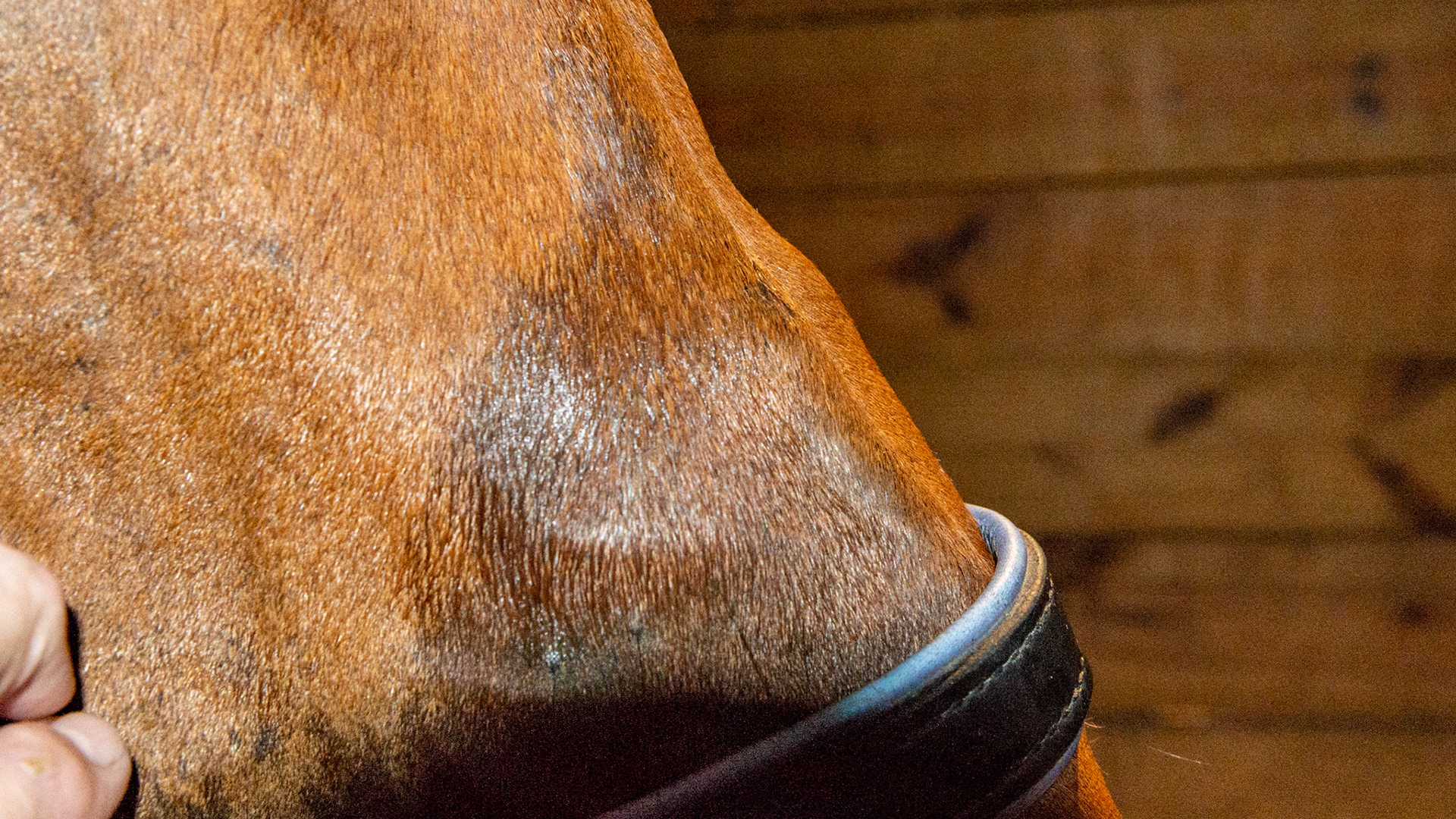A classic indentation over the nose from a halter left on too long on a young horse as he grows into it.  The deformed bone is permanent.