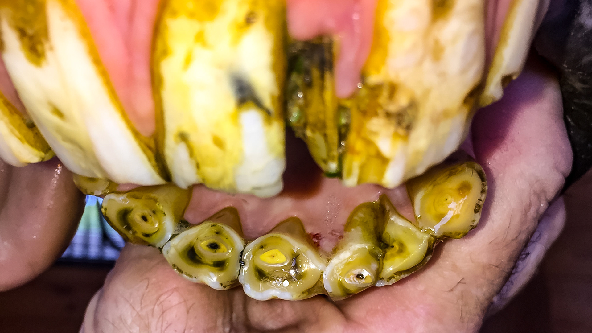 Incisor fracture horse - The upper 202 and the lower 302 incisors are both fractured in this horse. Cause is unknown but trauma is suspected. This series shows the before and after removal of the dead pieces of tooth with various views of the extracted pieces.