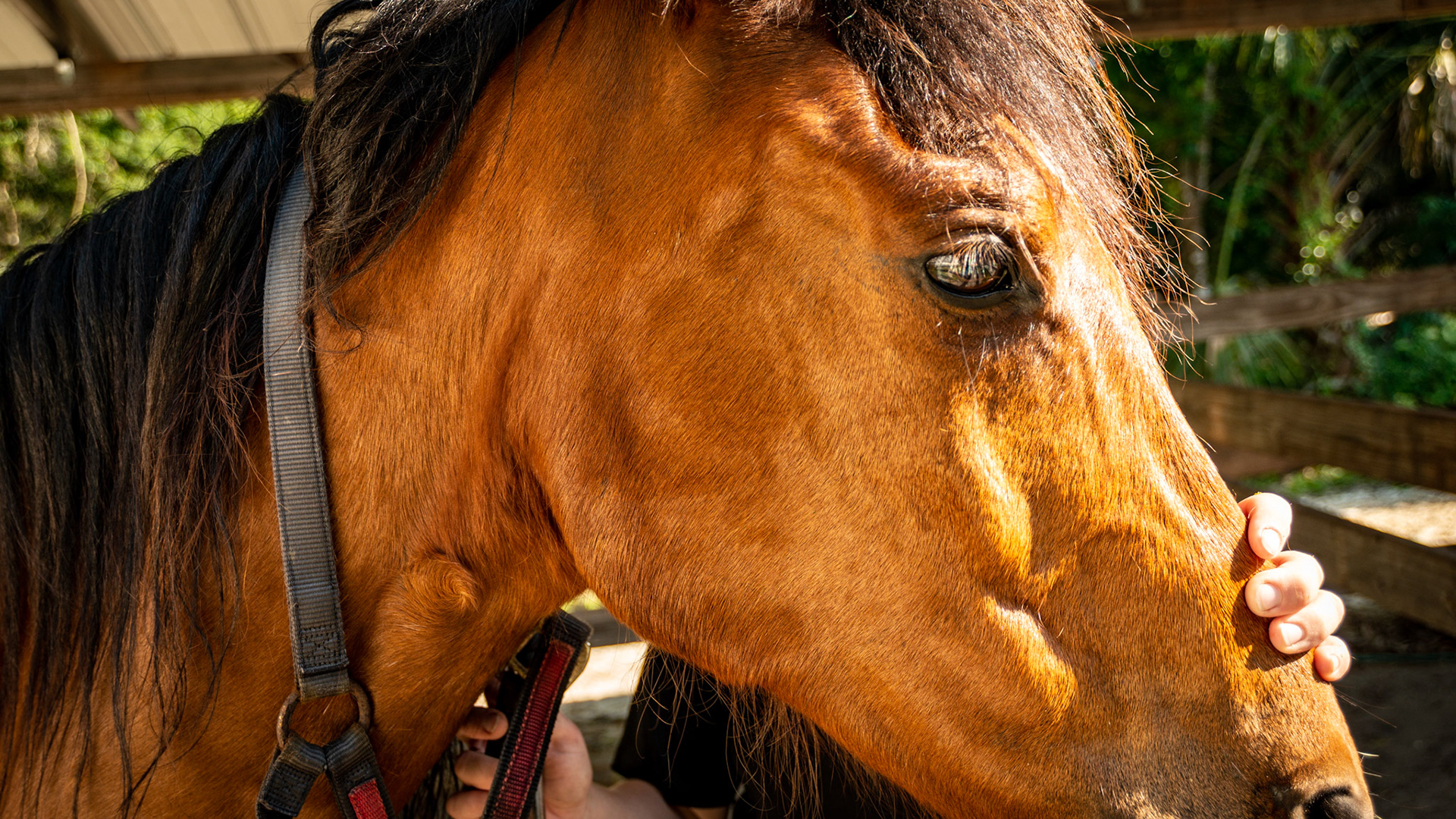 The right cheek muscle (masseter muscle) is atrophied (shrunken) and the horse is unable to open the mouth more than an inch and a half (3.5 to 4 cm).  The left cheek muscle appears normal.  This is usually due to trauma to the nerves causing the atrophy and then the scaring of the muscle preventing it from expanding allowing the mouth to open.