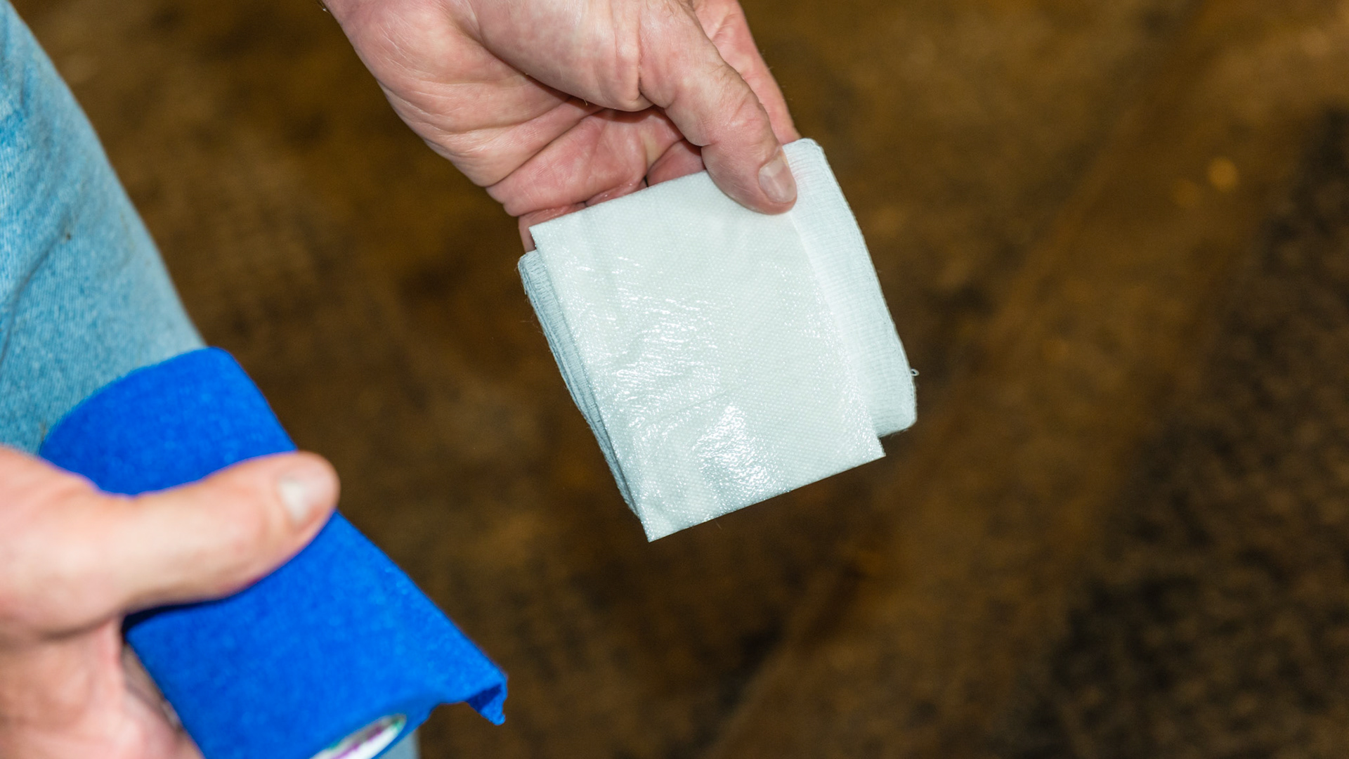 The sequence of wrapping the proud flesh wound: The non-stick pad should be sprayed with powdered antibiotics or with nothing as in this picture, but ointments should NEVER be used.