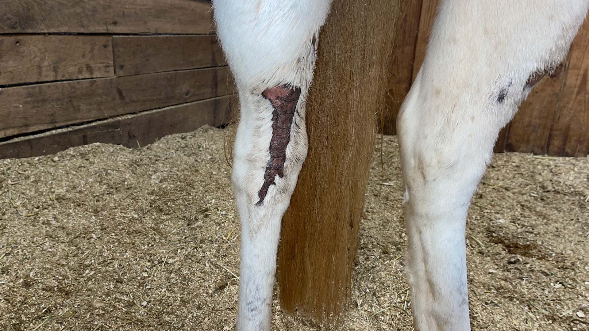 Healed hock wound.