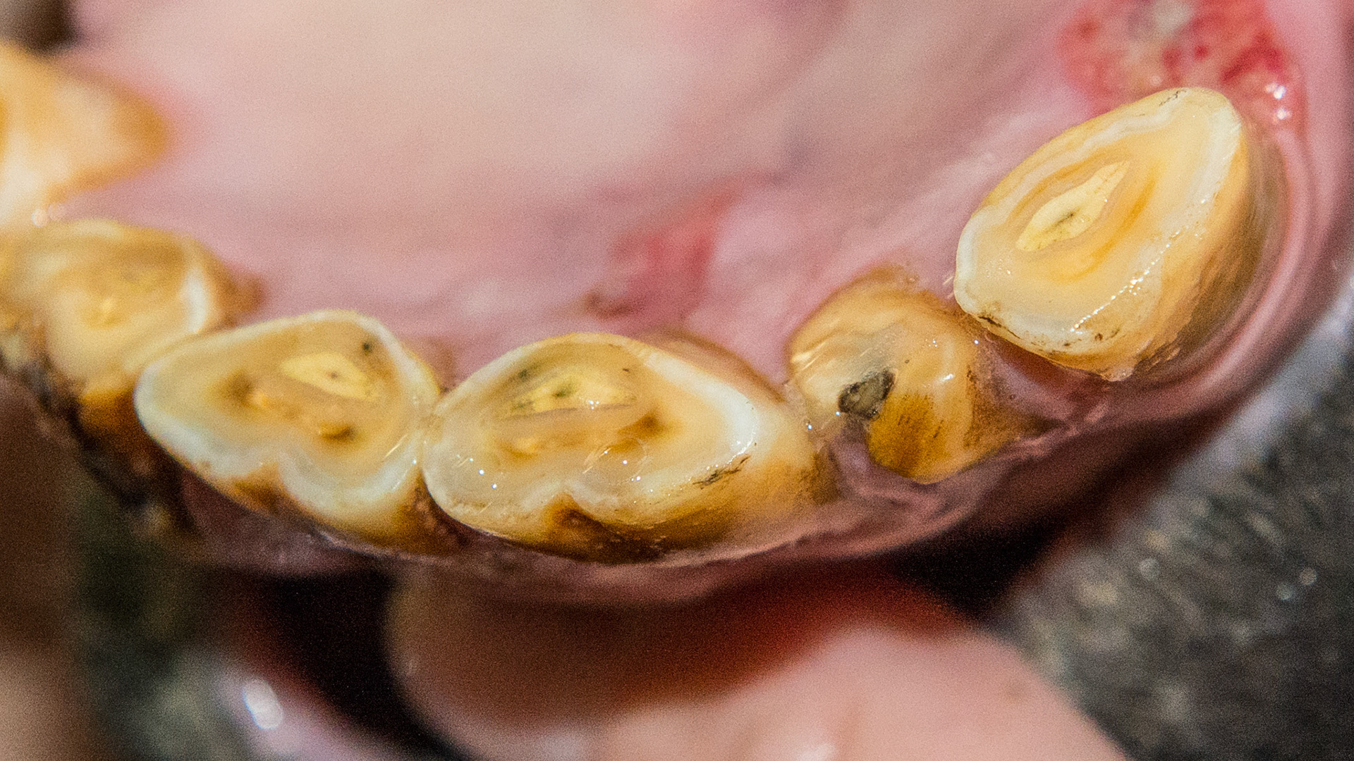 #302 rudimentary in an older (unknown age) PRE gelding.