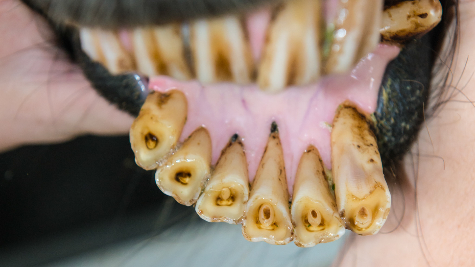 EOTRH horse 14 - 7/29/1986 = 27yr 3mo WB S - Early EOTRH and an underbite but only from the forward displacement of the lower left incisors. Note more receding gums on the lower left tongue side  and upper left lip side than on the right.