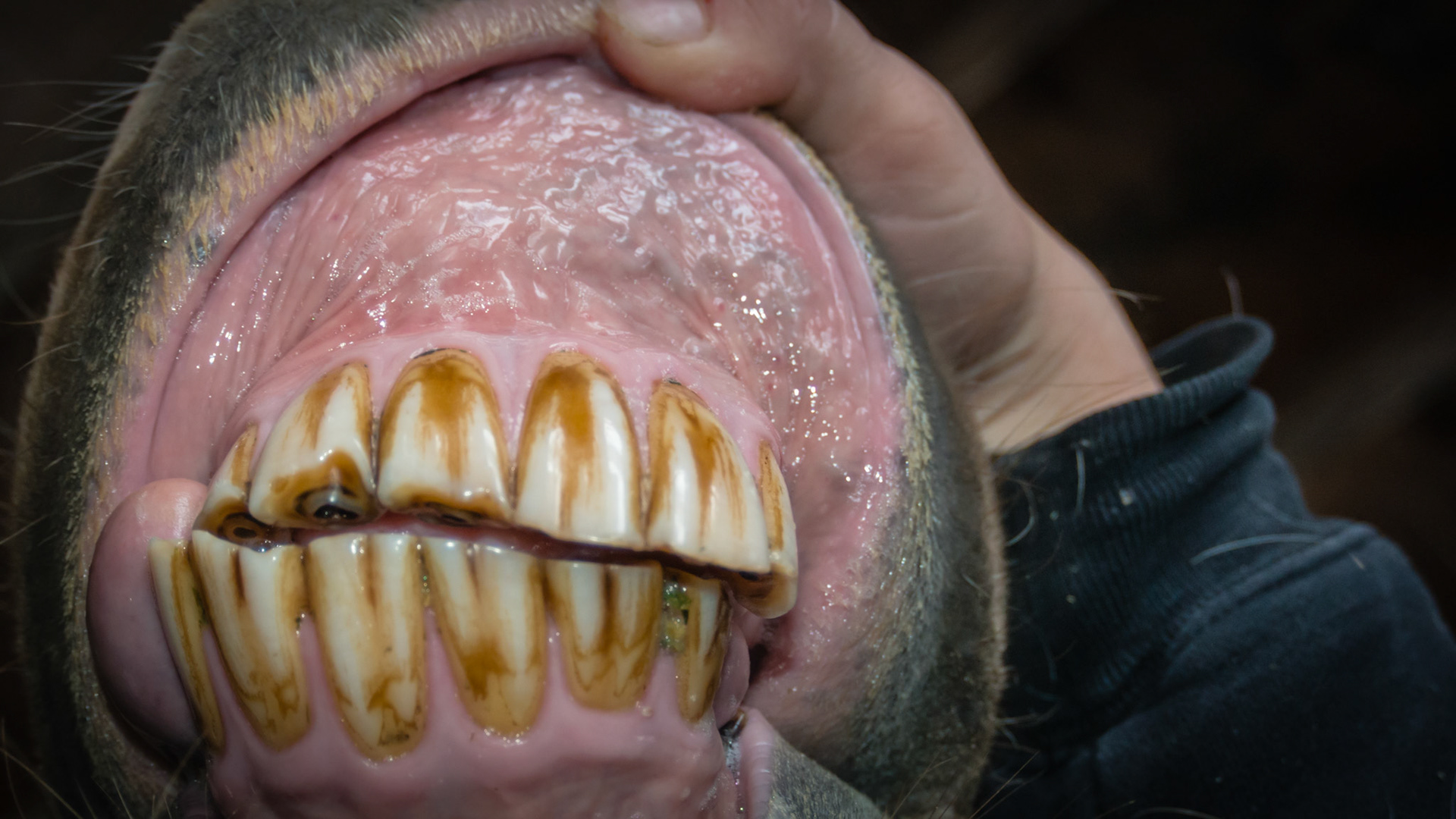 Horse G -Incisor sheared angle. Horse has a body condition score of 6. #208/9 diastema with an associated 309 over eruption. No problems chewing or on bit.