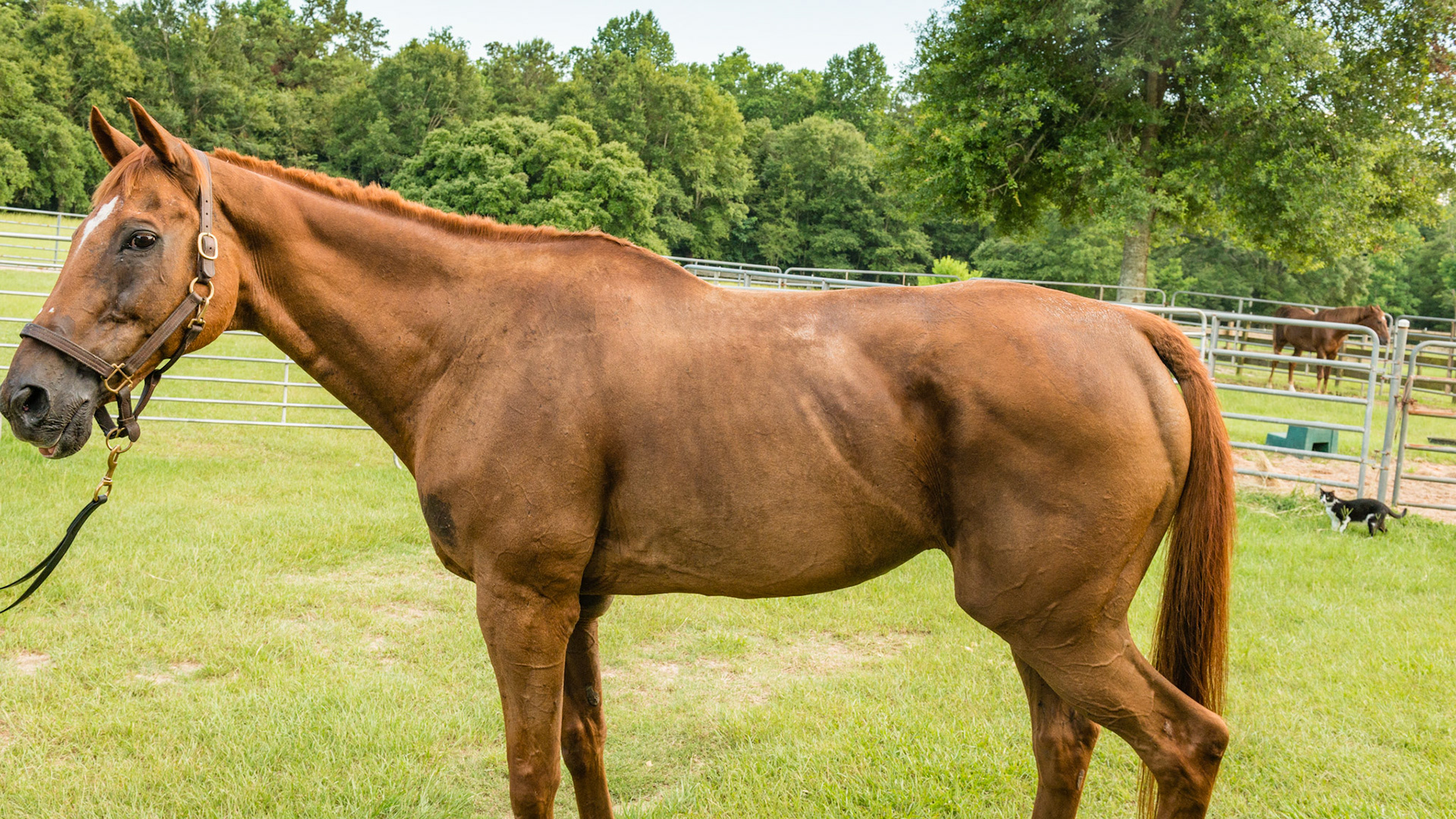 ETORH horse 5 - BCS 4 - Moderately Thin - Spine ridge and rib outline are visible. The tail head may be visible. This horse also has had all but 1 of his incisors extracted caused by EOTRH