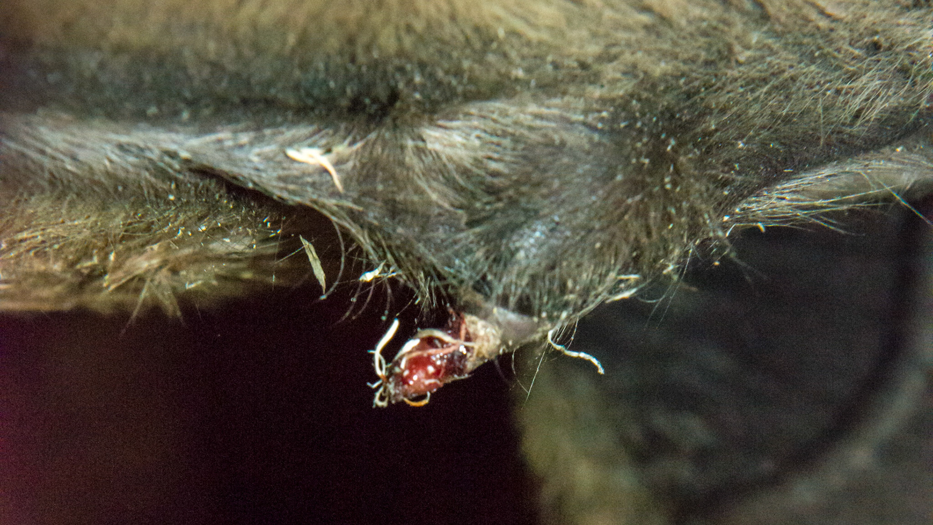 Foal umbilicus at 2 ½ months. Dry and OK with ultrasound exam. Not painful and not draining so it is not infected. This will eventually dry up and disappear but the hernia may need correcting in the future. I do not do surgery on umbilical hernias but instead wrap them (see other images and video).