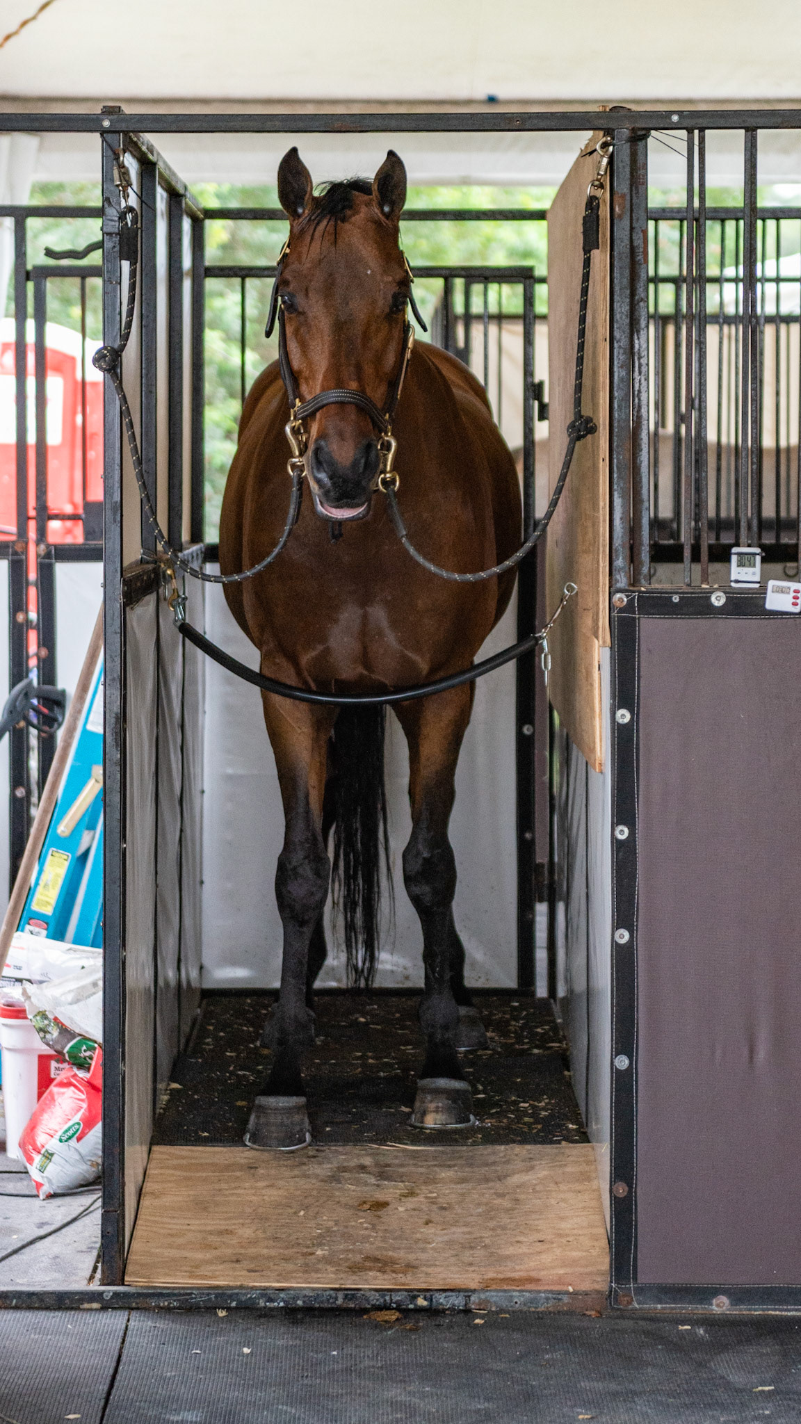 A vibration plate installed in a temporary stall.  The walls of the stall are tight against the sides of the plate to prevent the horse from stepping off of the plate and straining a fetlock. Notice the wood ramp in front of the plate that serves the same purpose.