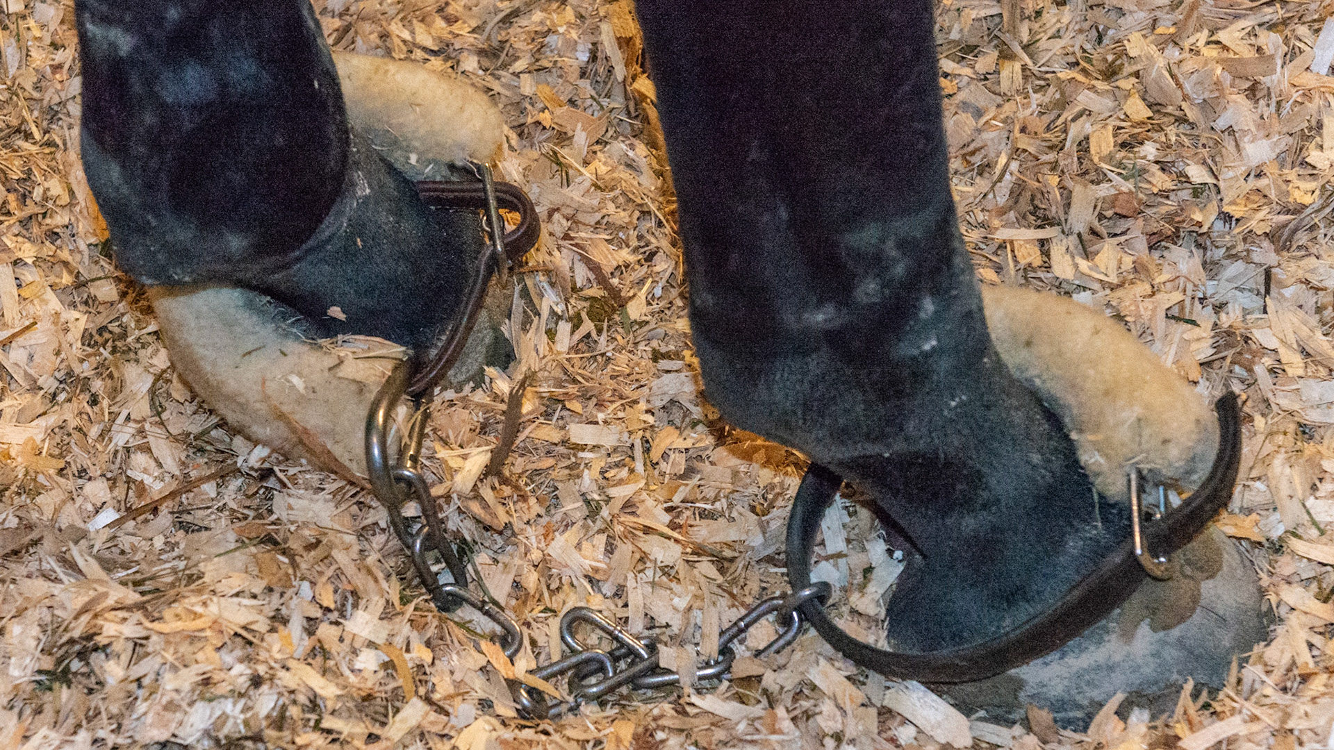 Hind limb hobbles prevent this horse from stall and trailer kicking. Without them, the horse will kick to self destruction. He has permanent cellulitis from this. He tolerates wearing them and I saw personally that he stands quietly when they are put on. He walks normally without any problems. The bottom line is that living without hobbles is worse than with them.