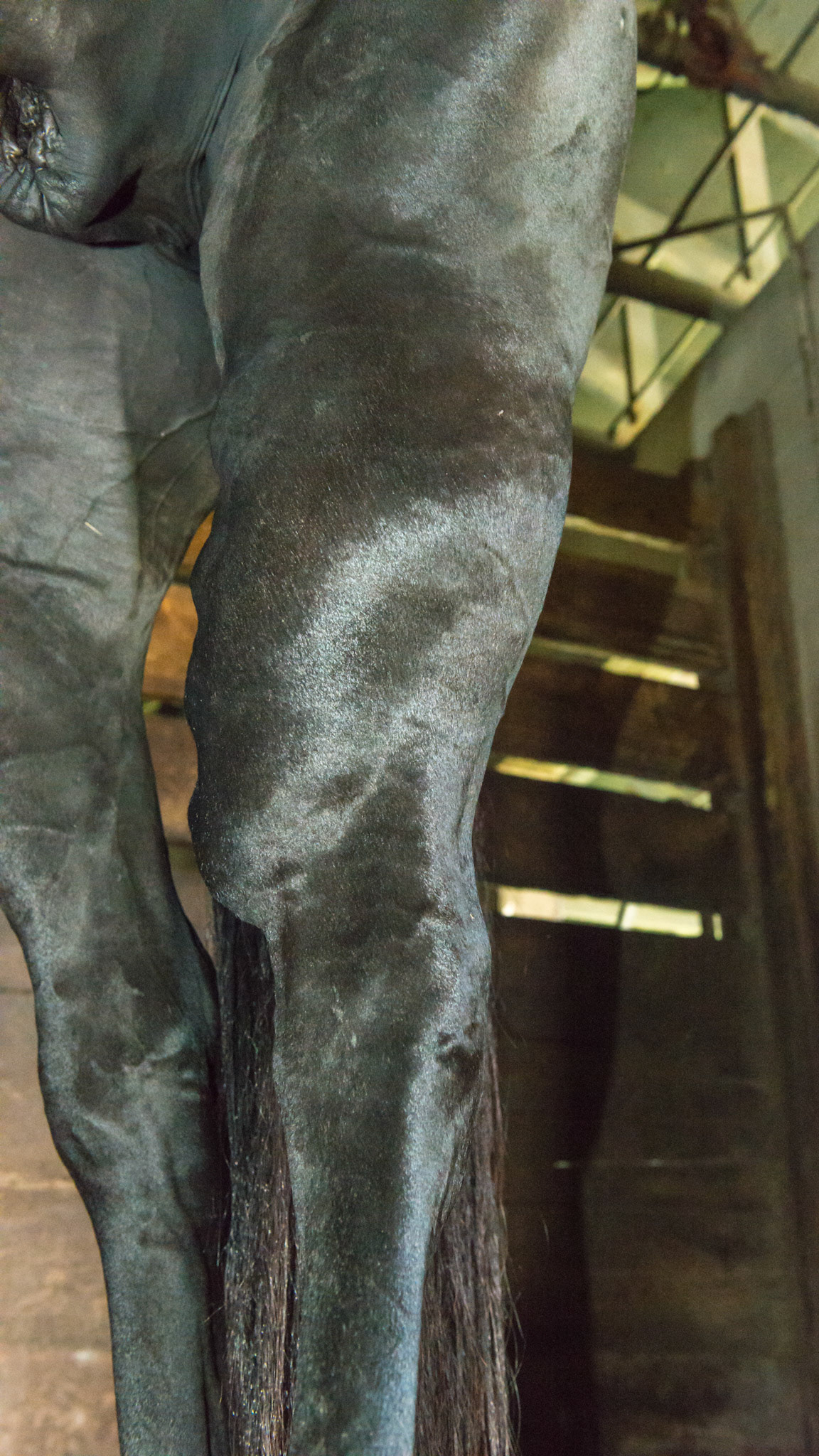 This is an "undiagnosed" injury caused on a July 4th evening many years ago where the fireworks caused this horse to run to exhaustion..  He is sound and is successfully competing in dressage with this leg. Unfortunately about 2 years after this photo he was euthanized.