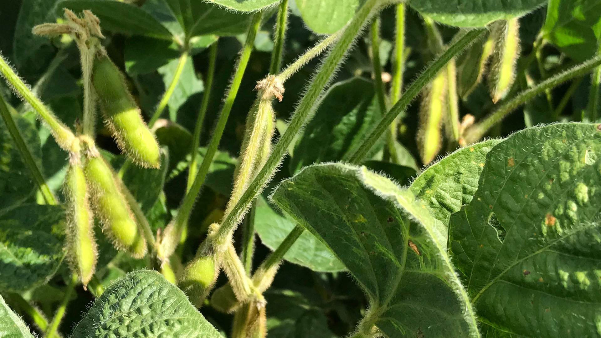 A caterpillar eats leaves only part way  most likely due to lectin production in the leaves.