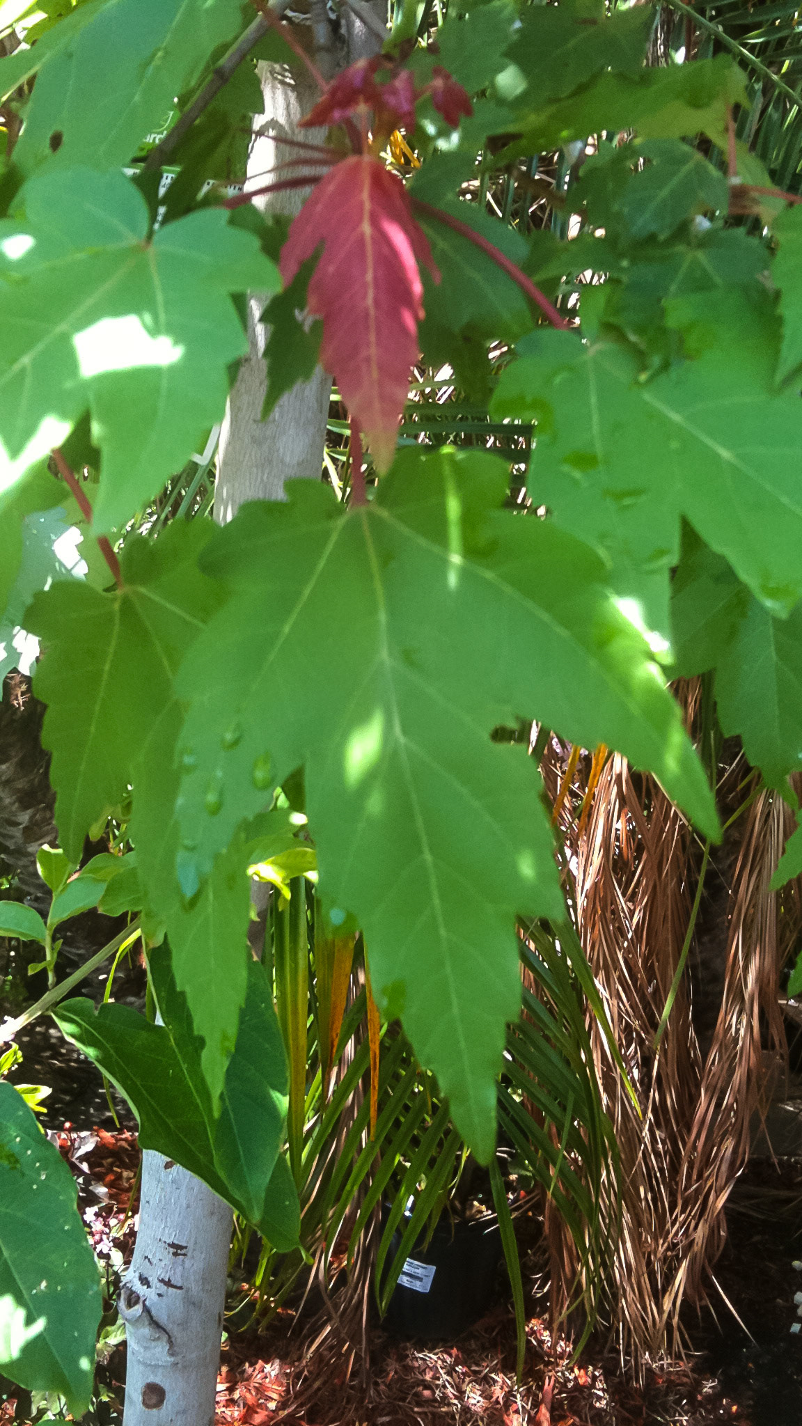 Red maple trees for sale at Home Depot.