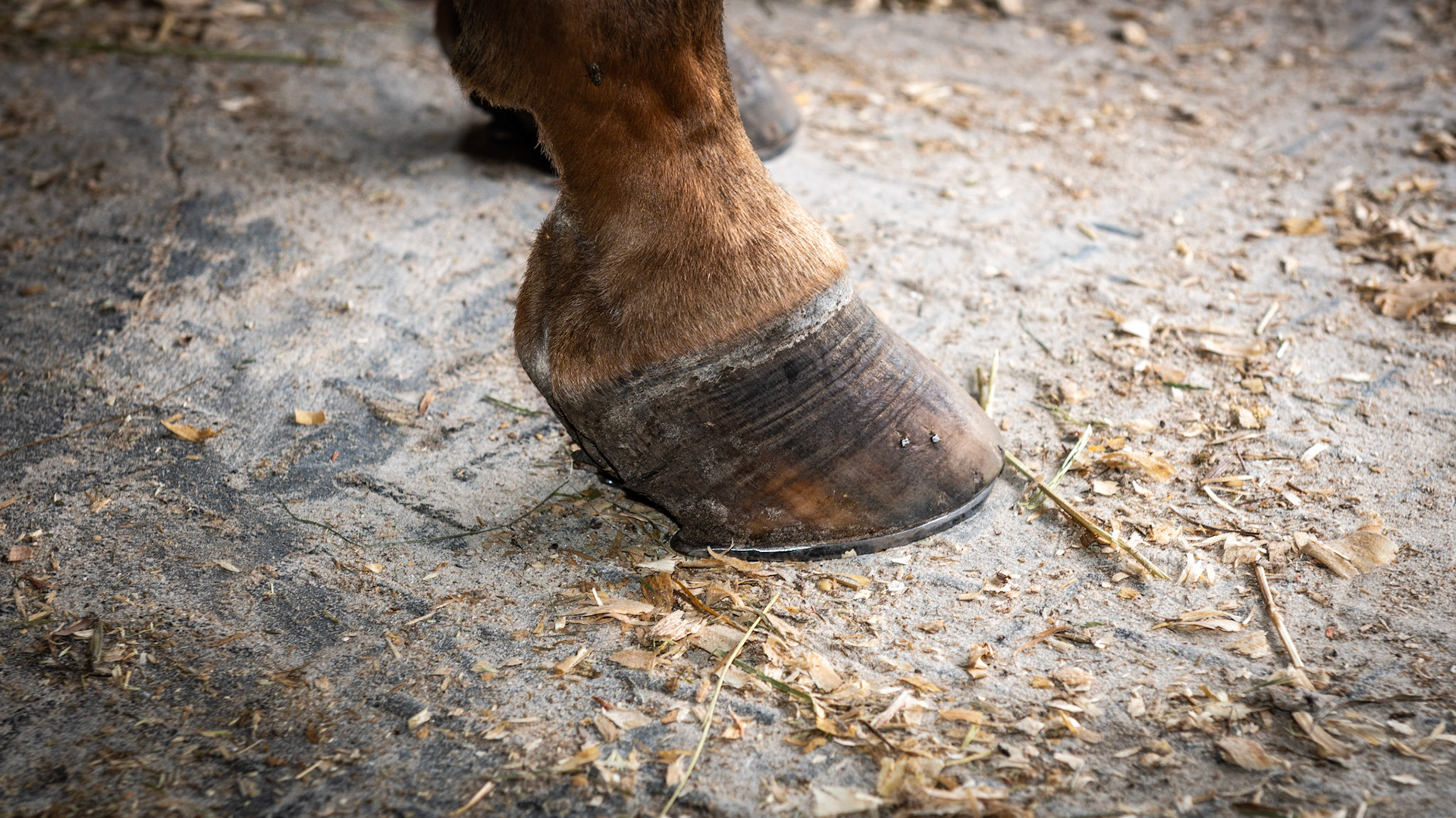 Long toe, broken pastern hoof axis, long heel and underslung heel