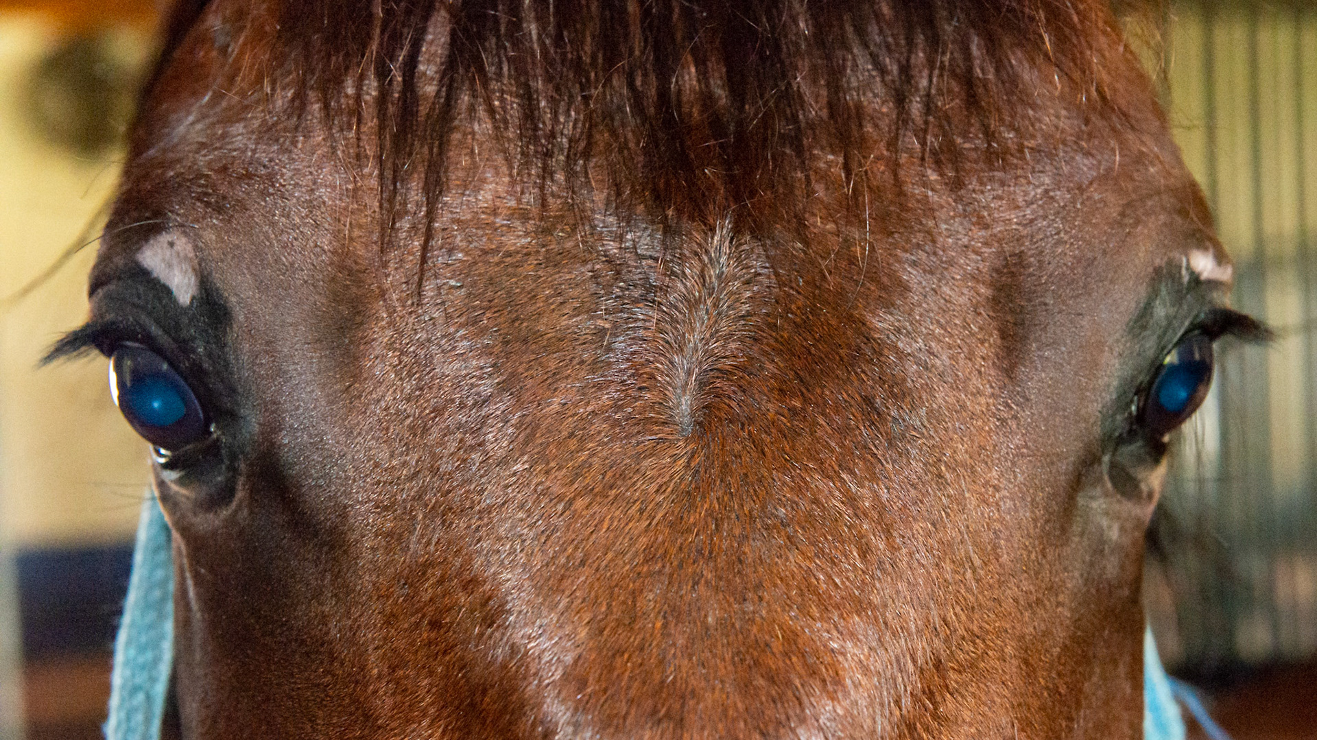 Depigmentation - This horse came to the farm 8 months ago (spring) with this loss of dark pigment. A fly mask was used immediately and the pink areas returned to black. Then about 4 weeks ago (September) the depigmentation occurred again. Some believe it is a mineral deficiency (manganese and zinc plus others) but there is no consistent cause or treatment. It does not bother the horse.