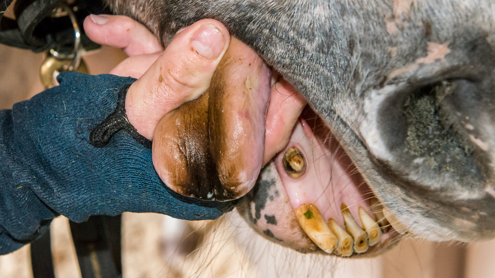 Horse A with the tip of the tongue blackened from something in the pasture, possible clover.  The is the 17 yr old son of Horse B with the black tongue - turned out on same farm but different pastures next to each other.