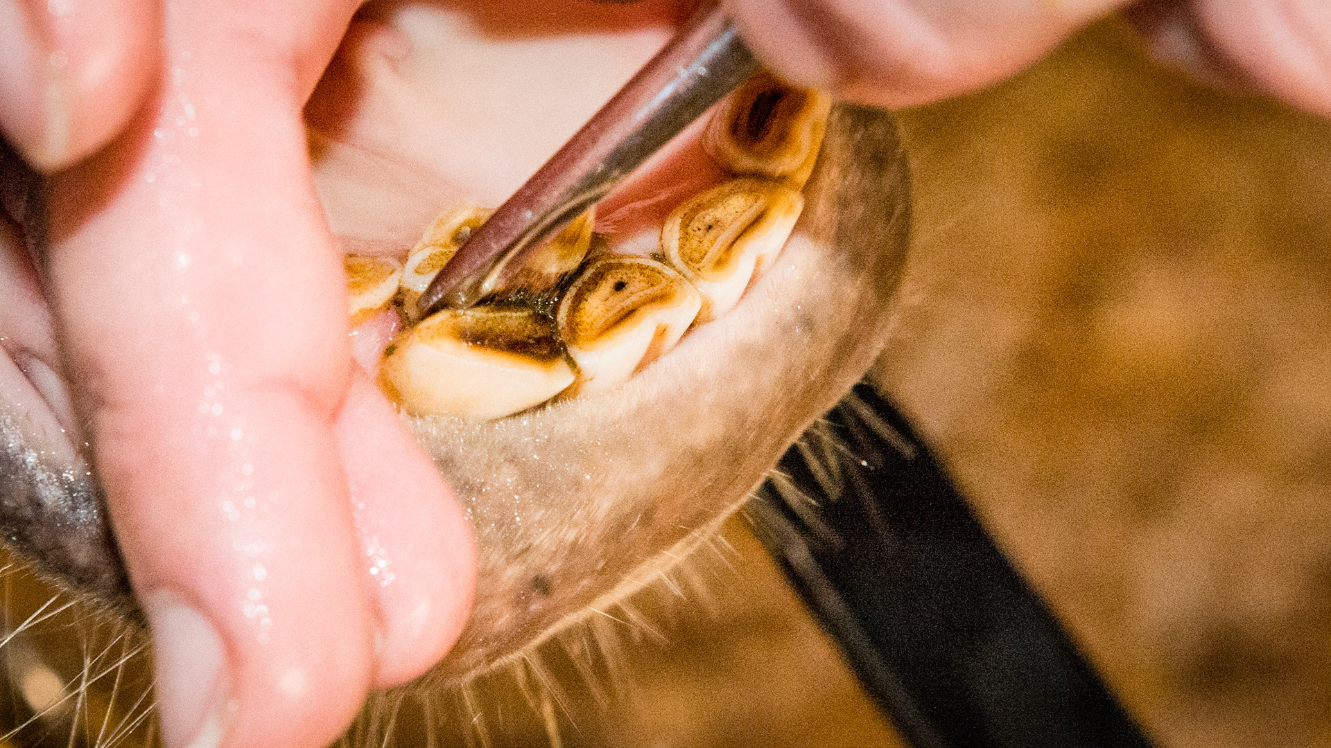 Incisor cap extractions horse 6 - The elevator is being placed to leverage out the retained cap