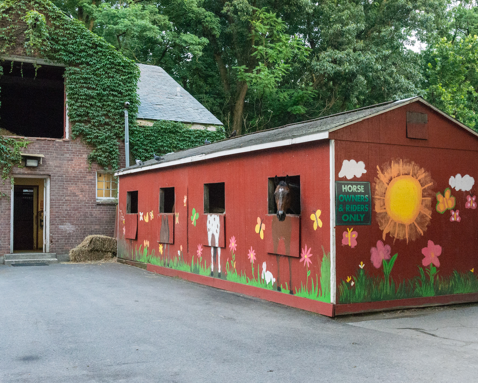 Barnyard in the Bronx