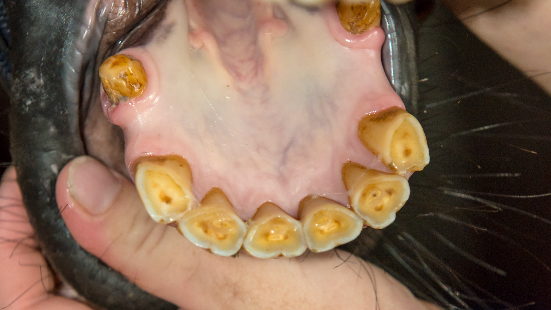 EOTRH horse 9 - 2/14/1997 = 16yr 5mo -  Early stage of EOTRH with  thickening of the gums around the canines, #404 early necrosis, bulbous appearance of incisors. No pain of difficulty in using incisors.