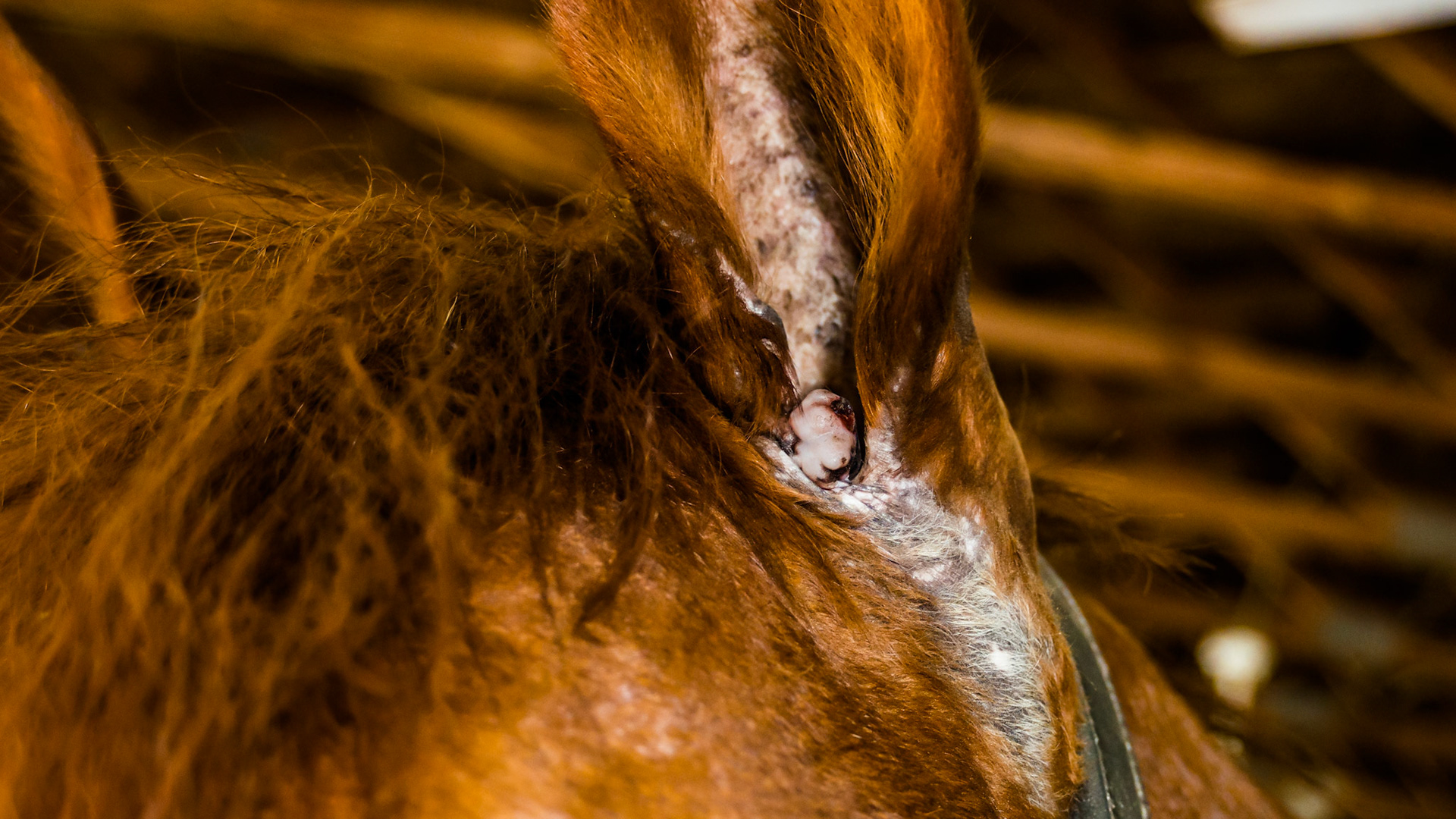 Equine sarcoid that had been removed once but now is recurring. Panalog is the only treatment that is working on this horse.