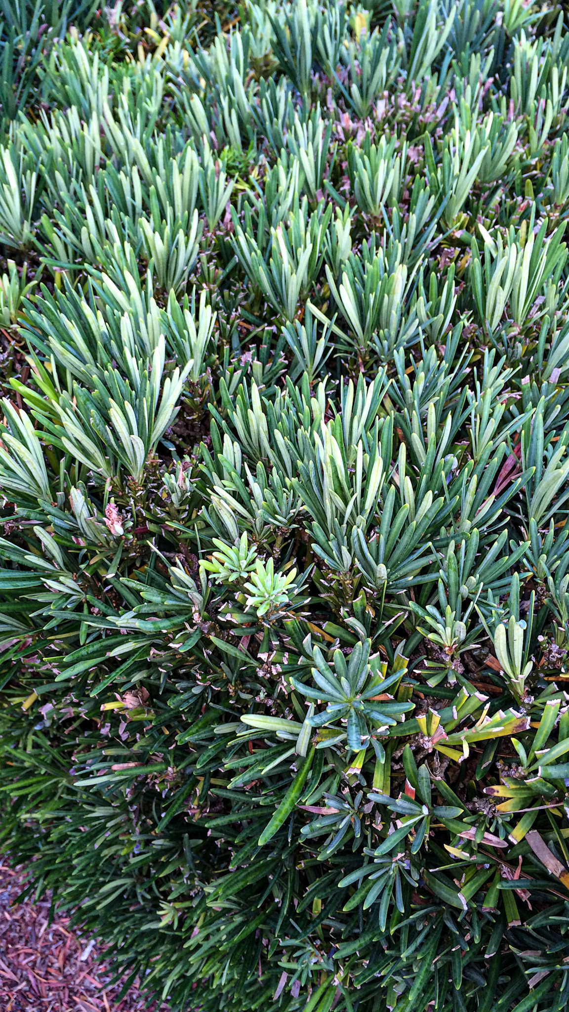 Any dark green shrub that look like these are considered to be the poisonour yew plant which can kill horses rapidly.