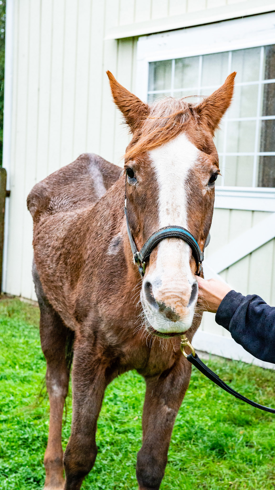 Penny - a story of love of owners and horse. This is a 35 + year old horse in the best of care.  She has less than half of her teeth and I have done the dental work on her for at least 10 years. She is just fading away and will be missed terribly.  Her head hangs out of the end stall to let her owners know that she is still alive.