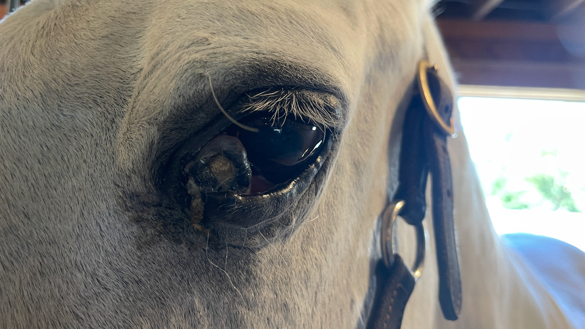 Severely affected with melanomas of the eyelids, 3rd eyelids, anus and perineum.