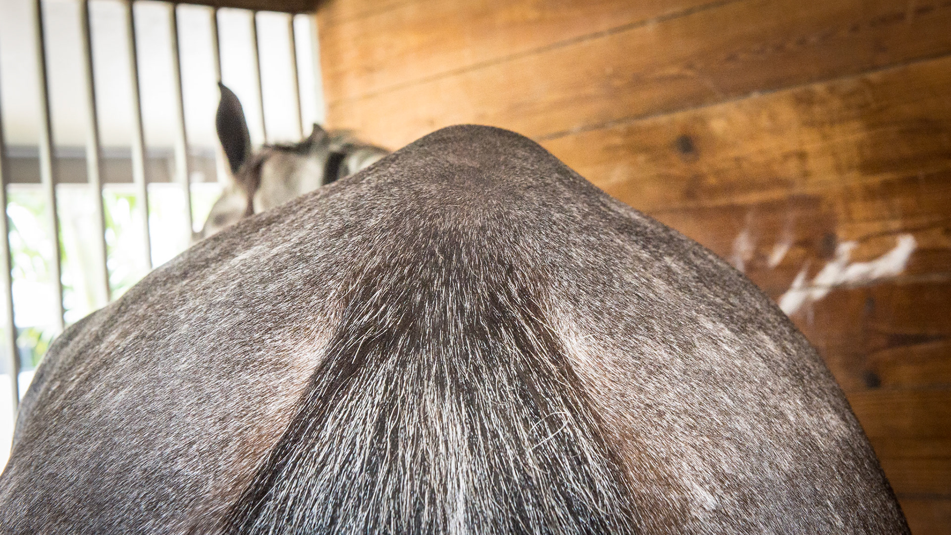 Sacro-iliac bump (also known as a hunter’s bump) in a 5 year old warmblood.  This gelding has just past a thorough pre-purchase exam and there was nothing found in the area to suggest a problem.  The big hips on this horse are more prominent because he is underweight (BCS 5) and has a parasite load (no fecal exam but ewe neck, low BCS, poor hair coat). Only time will tell if this will help the jumper to have the power needed to jump or will become a problem over time.  These bumps are often more visible when there is muscle loss in the area.  They are also often non-painful.